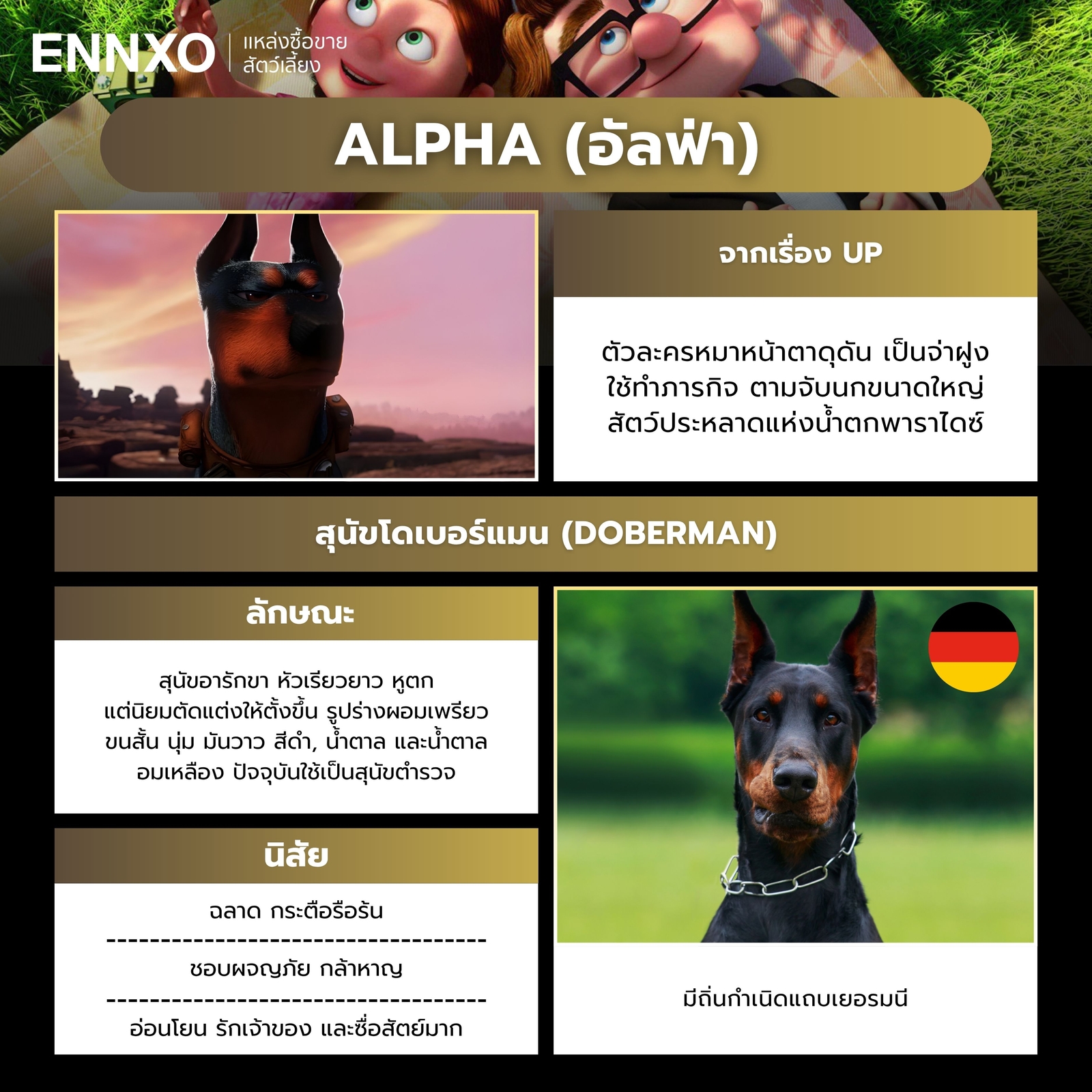 อัลฟ่า ตัวละครหมาดิสนีย์จากเรื่อง Up