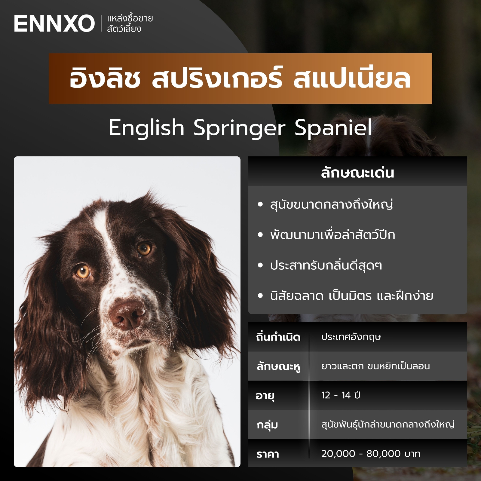 อิงลิช สปริงเกอร์ สแปเนียล สุนัขพันธุ์หูยาว