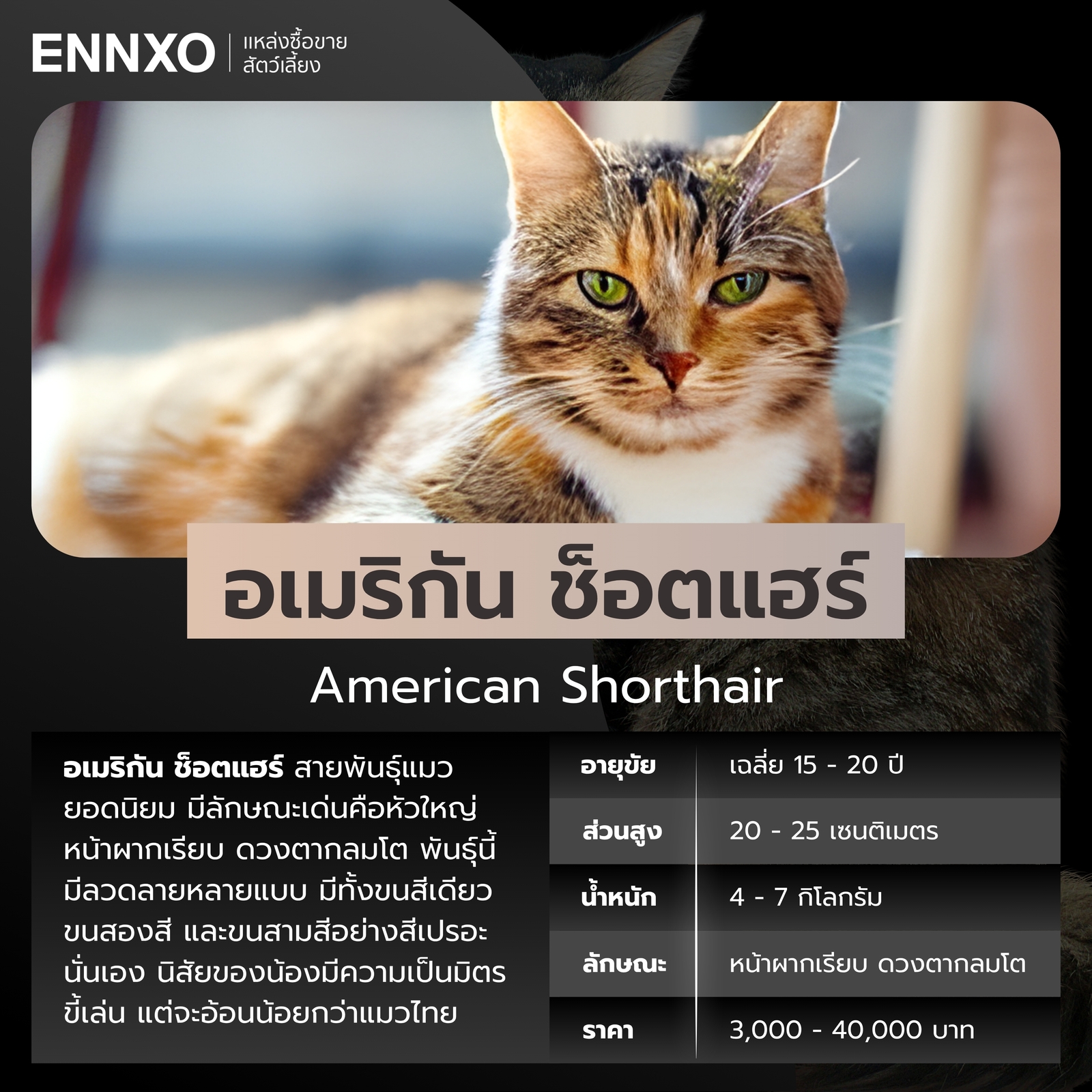 ข้อมูลอเมริกัน ช็อตแฮร์ สีเปรอะ