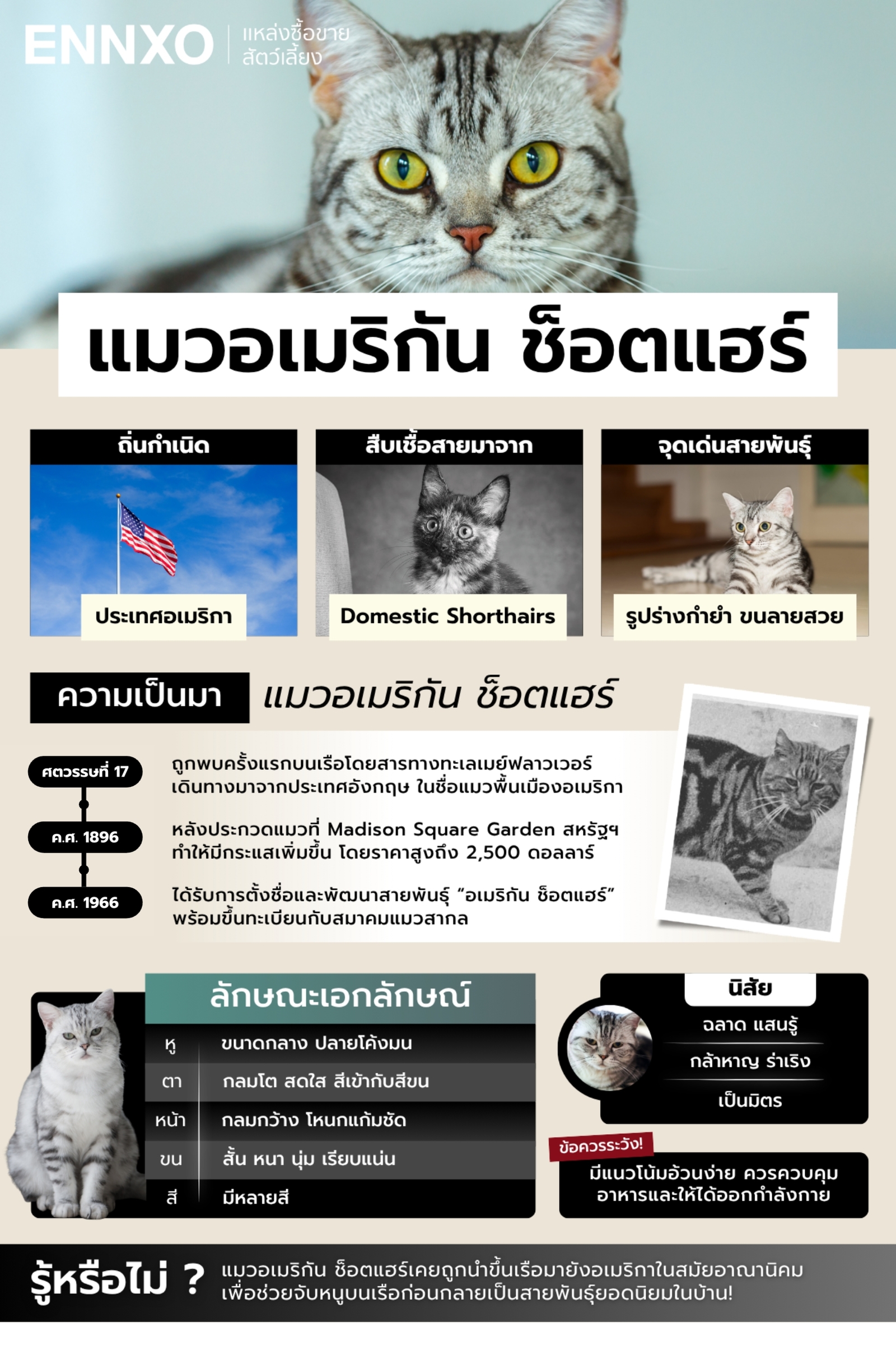 อเมริกัน-ช็อตแฮร์-เรียกลายอะไรบ้าง