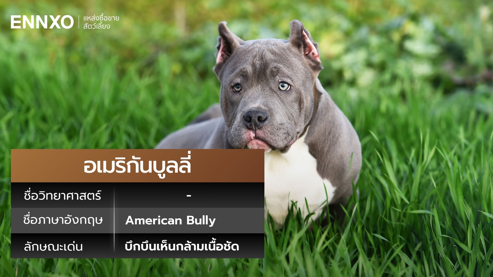 อเมริกันบูลลี่ ชื่อภาษาอังกฤษอะไร