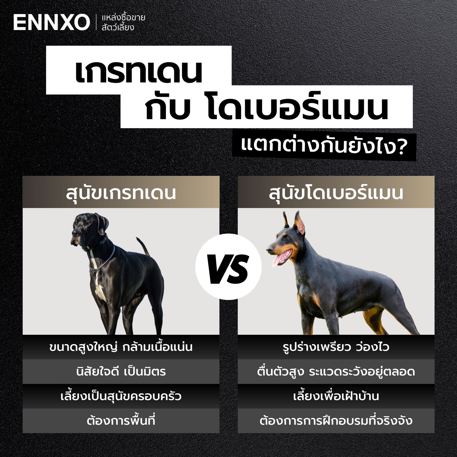 เกรทเดน-กับ-โดเบอร์แมน-ต่างกันยังไง
