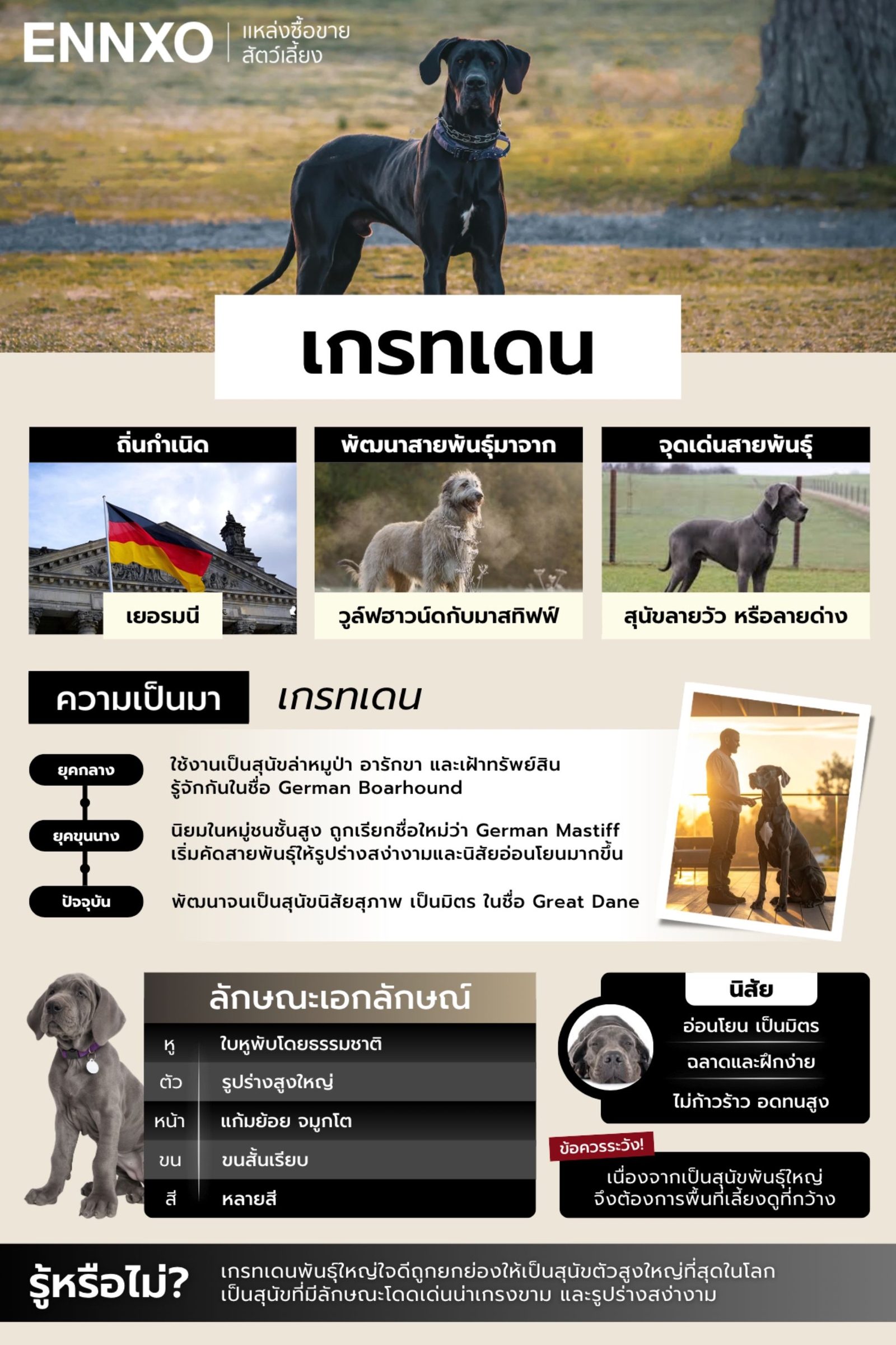 เกรทเดน-สุนัขพันธุ์ใหญ่สัญชาติเยอรมัน