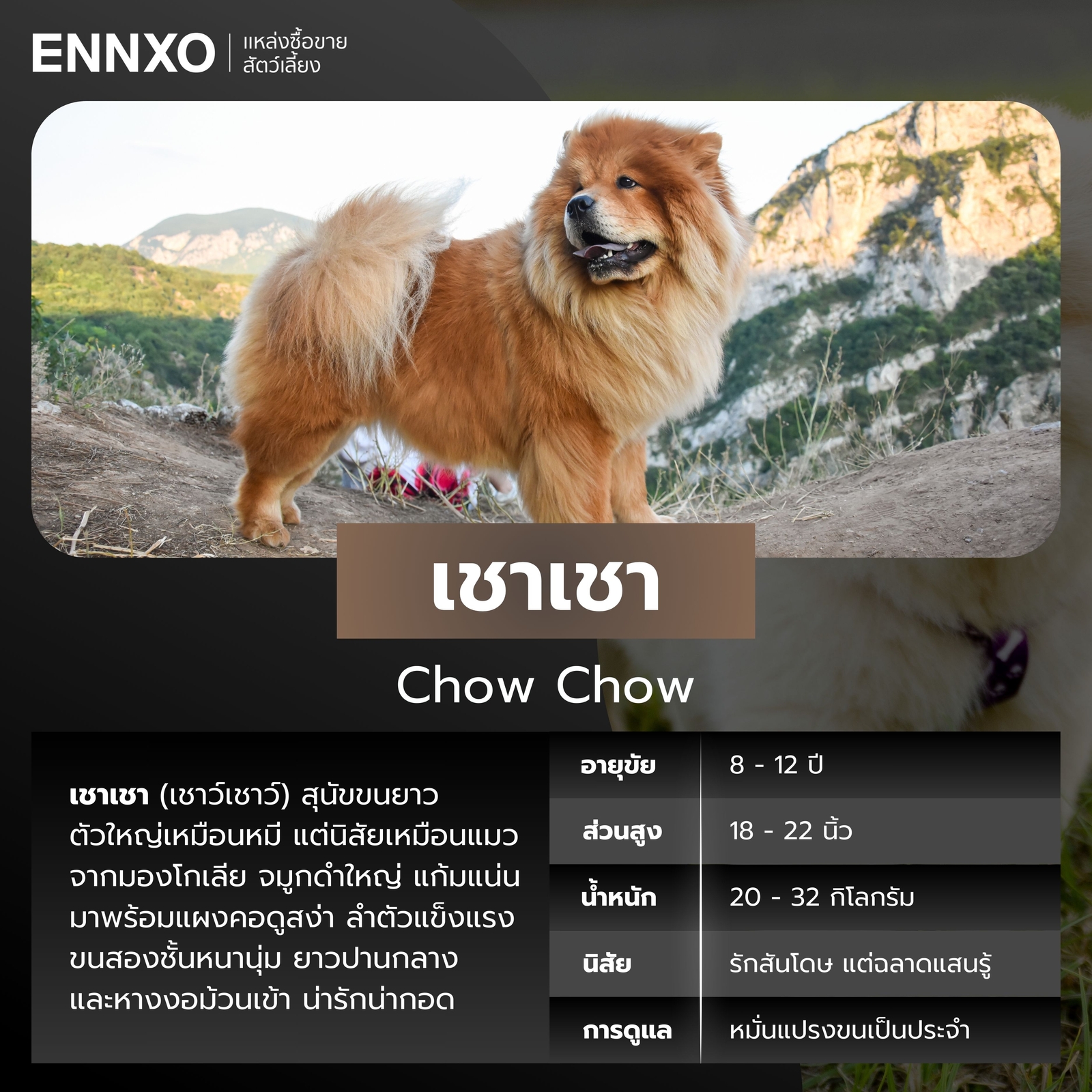 สุนัขเชาเชา สุนัขพันธุ์ใหญ่ขนยาว