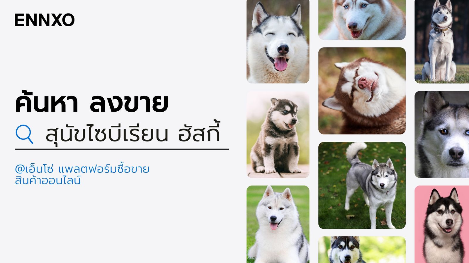 หมาไซบีเรียน ฮัสกี้ สุนัข Siberian Husky ราคาถูก