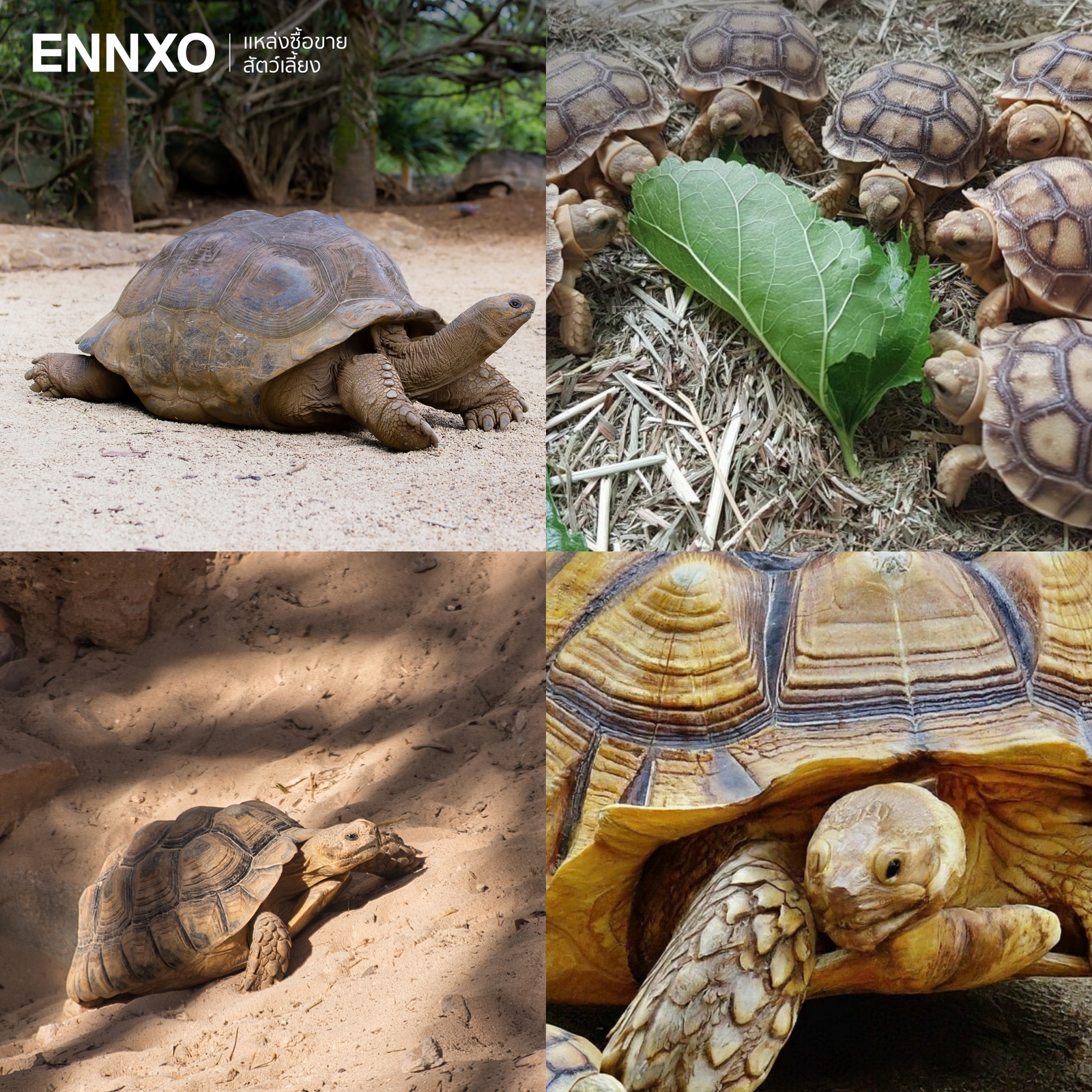 รูปเต่าบก