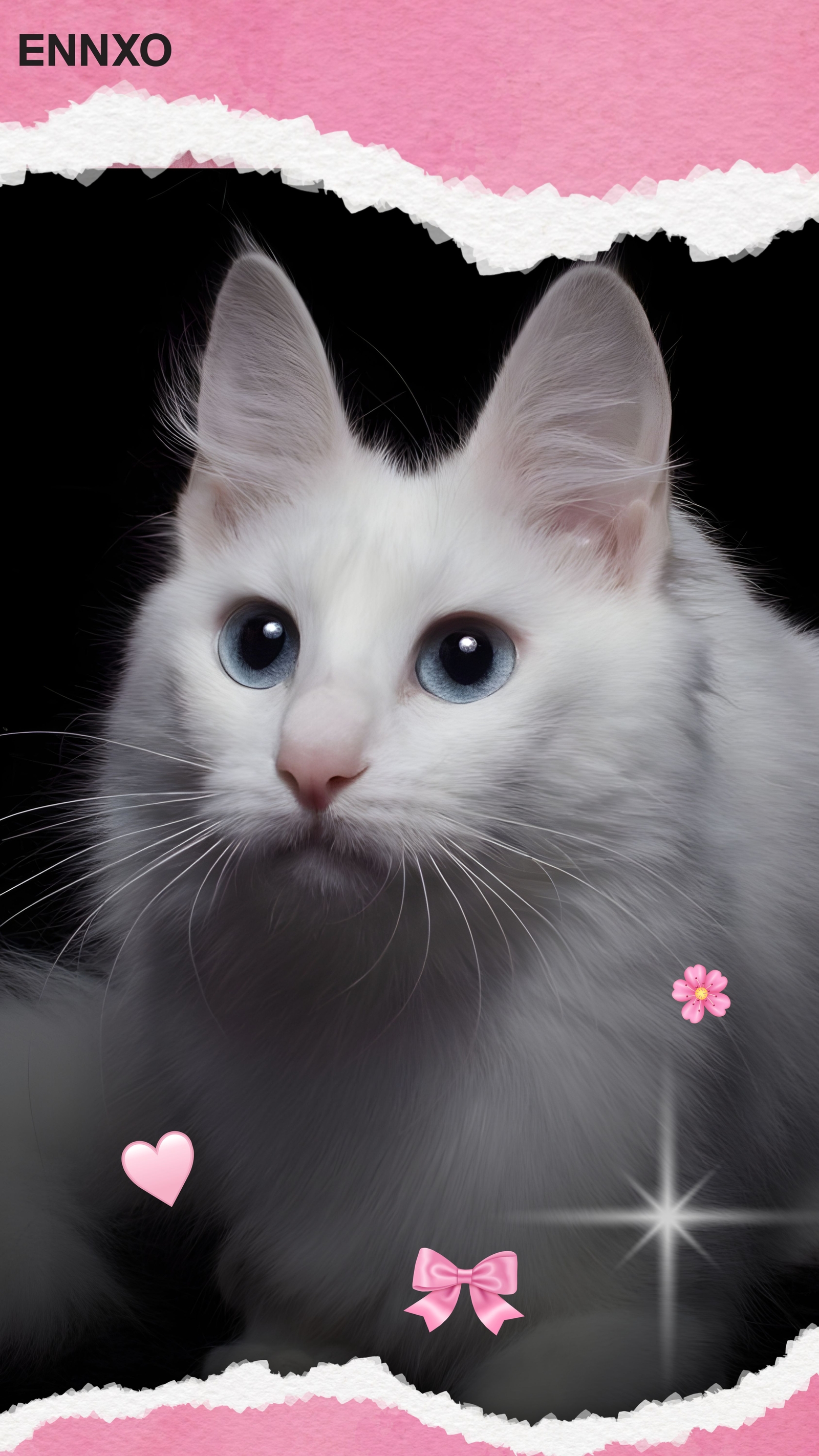 แมวเทอร์คิชแองโกรา รูปแมวน่ารัก วอลเปเปอร์โทรศัพท์