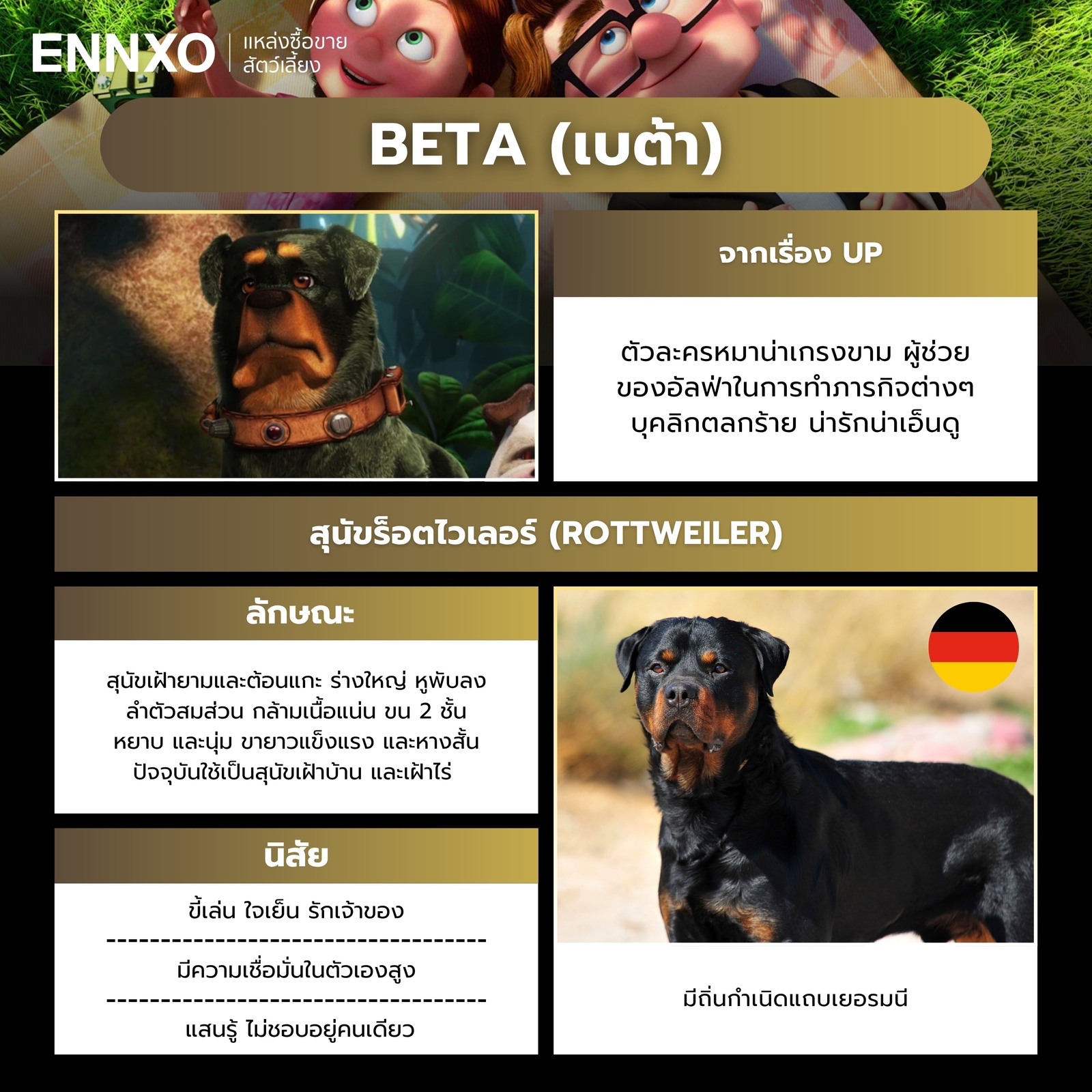 เบต้า ตัวละครหมาดิสนีย์จากเรื่อง Up