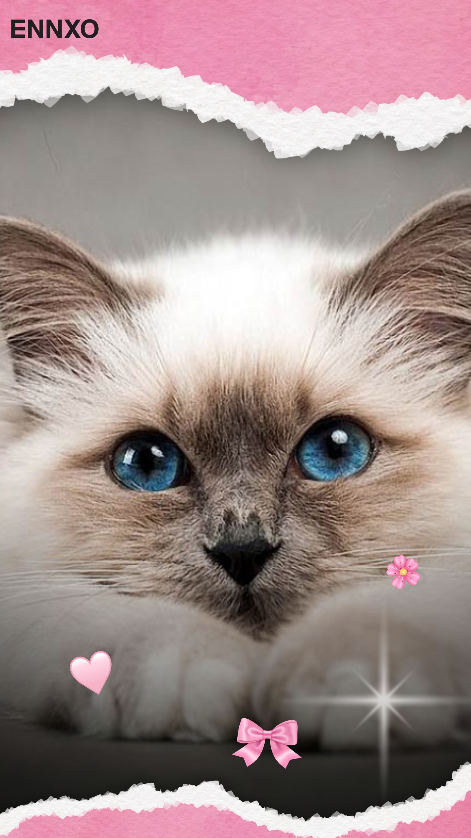 เบอร์แมน-รูปแมวน่ารักๆ-แจกฟรี