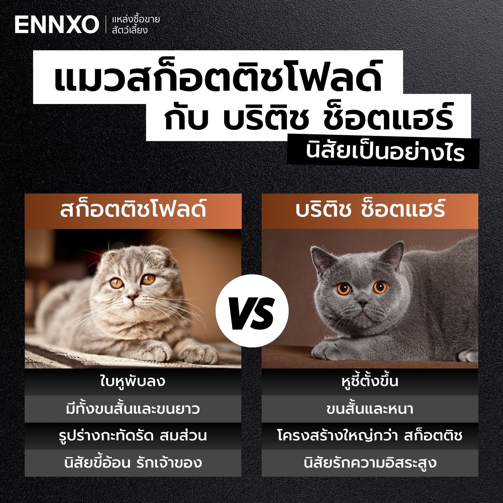 เปรียบเทียบ สก็อตติชโฟลด์ กับ บริติช ช็อตแฮร์