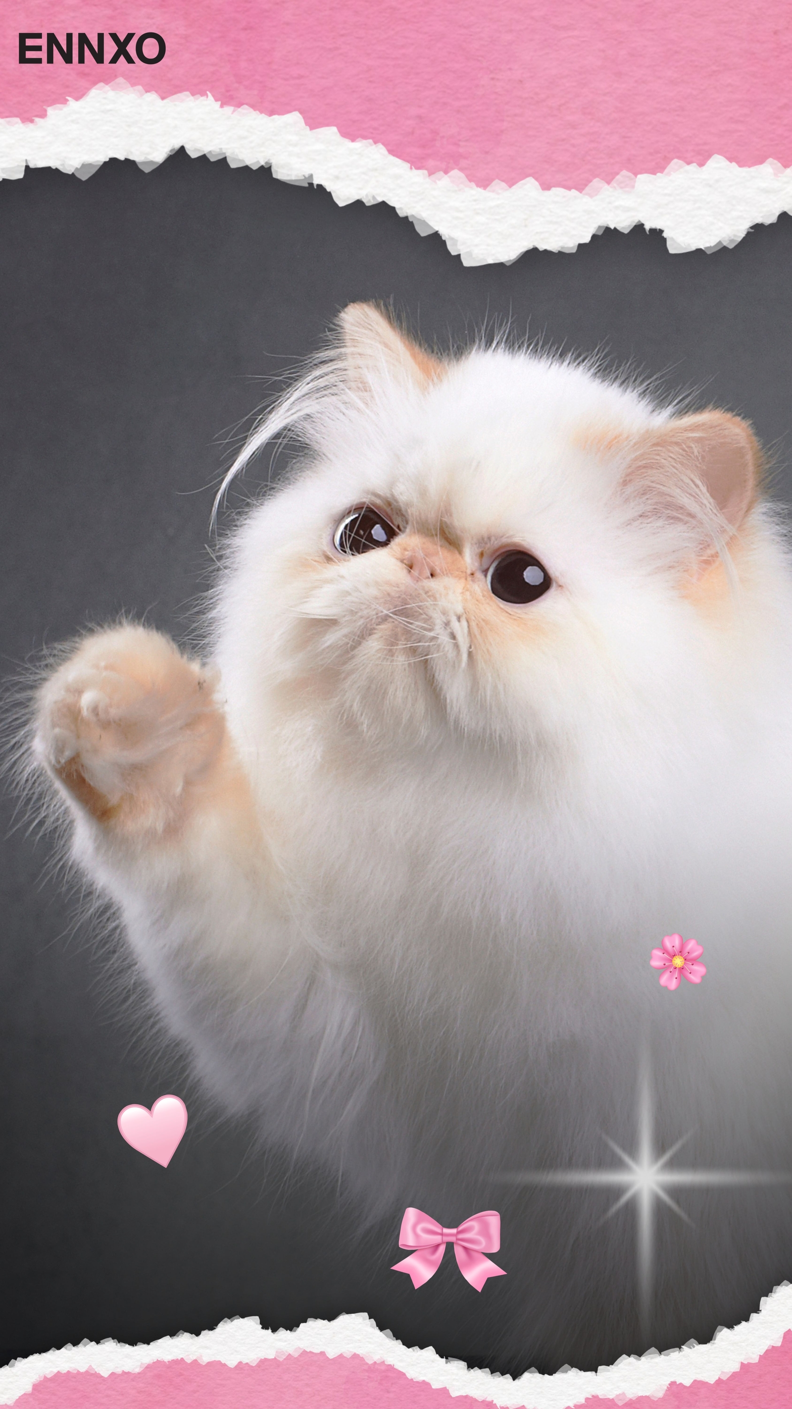 เปอร์เซีย-รูปแมวน่ารักๆ-แจกฟรี