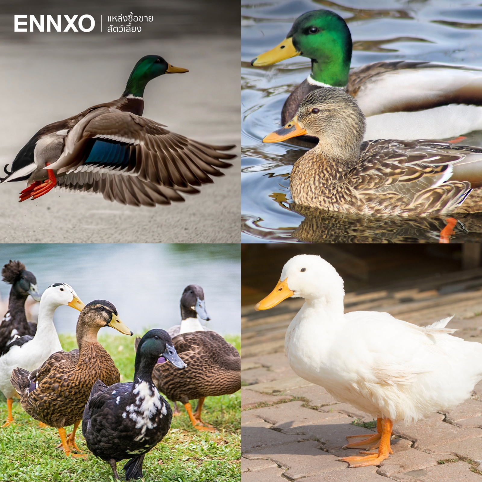 รูปเป็ด