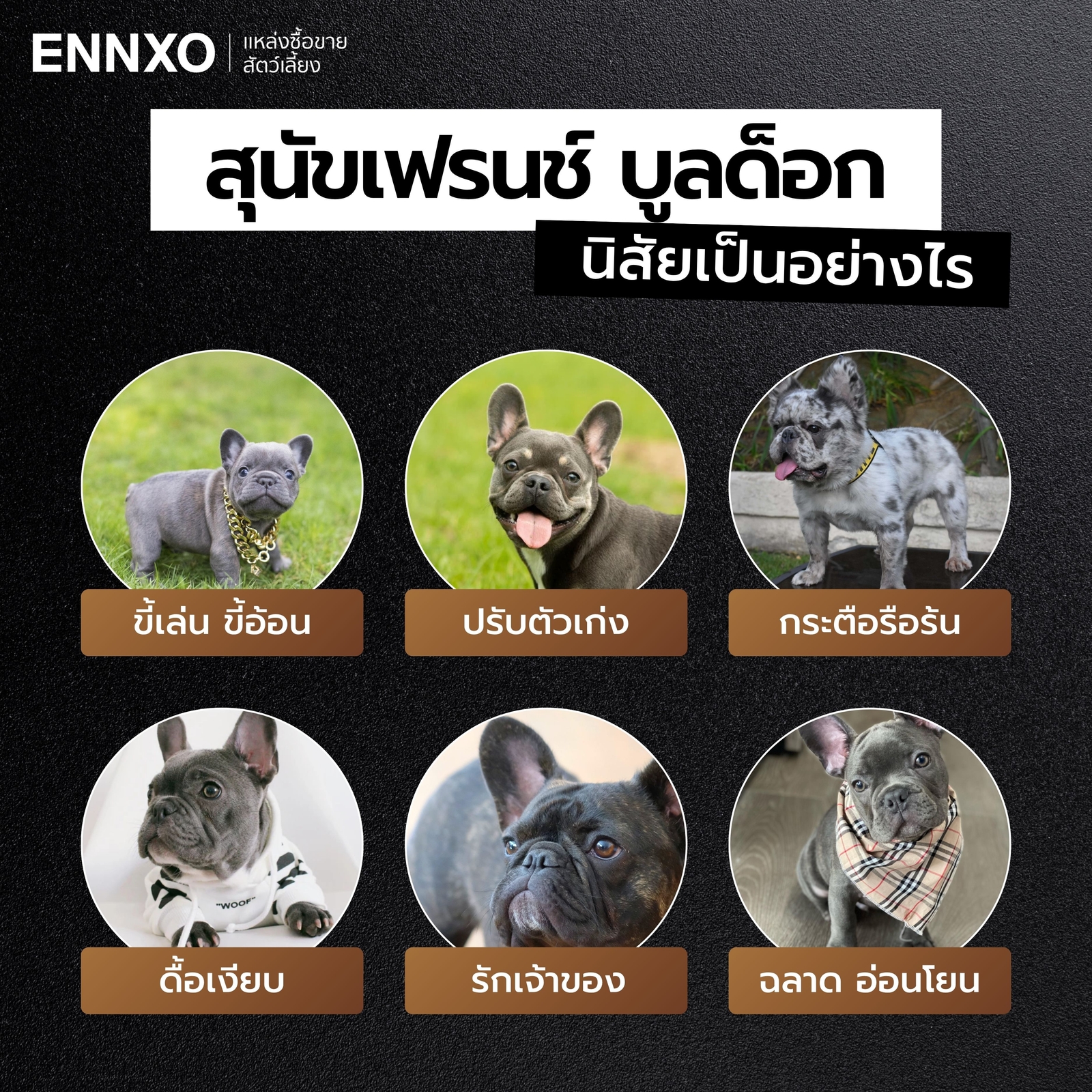 สุนัขเฟรนช์ บูลด็อก นิสัย