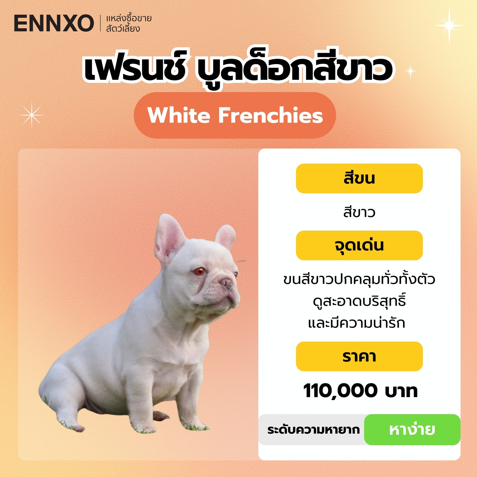 เฟรนช์ บูลด็อกสีขาว