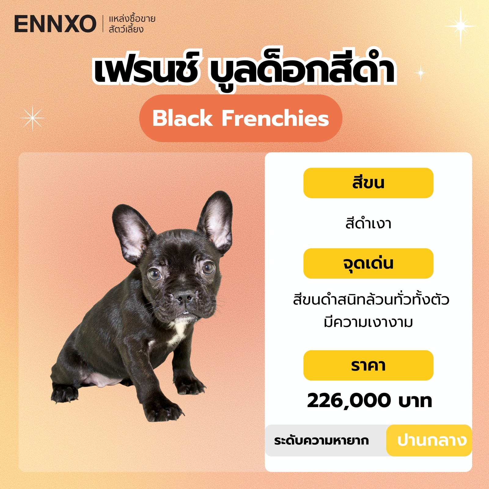 เฟรนช์ บูลด็อกสีดำ