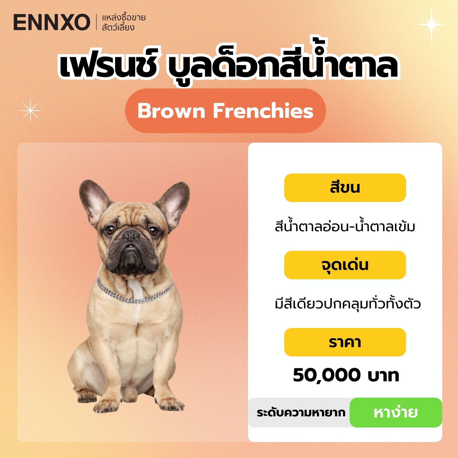 เฟรนช์ บูลด็อกสีน้ำตาล