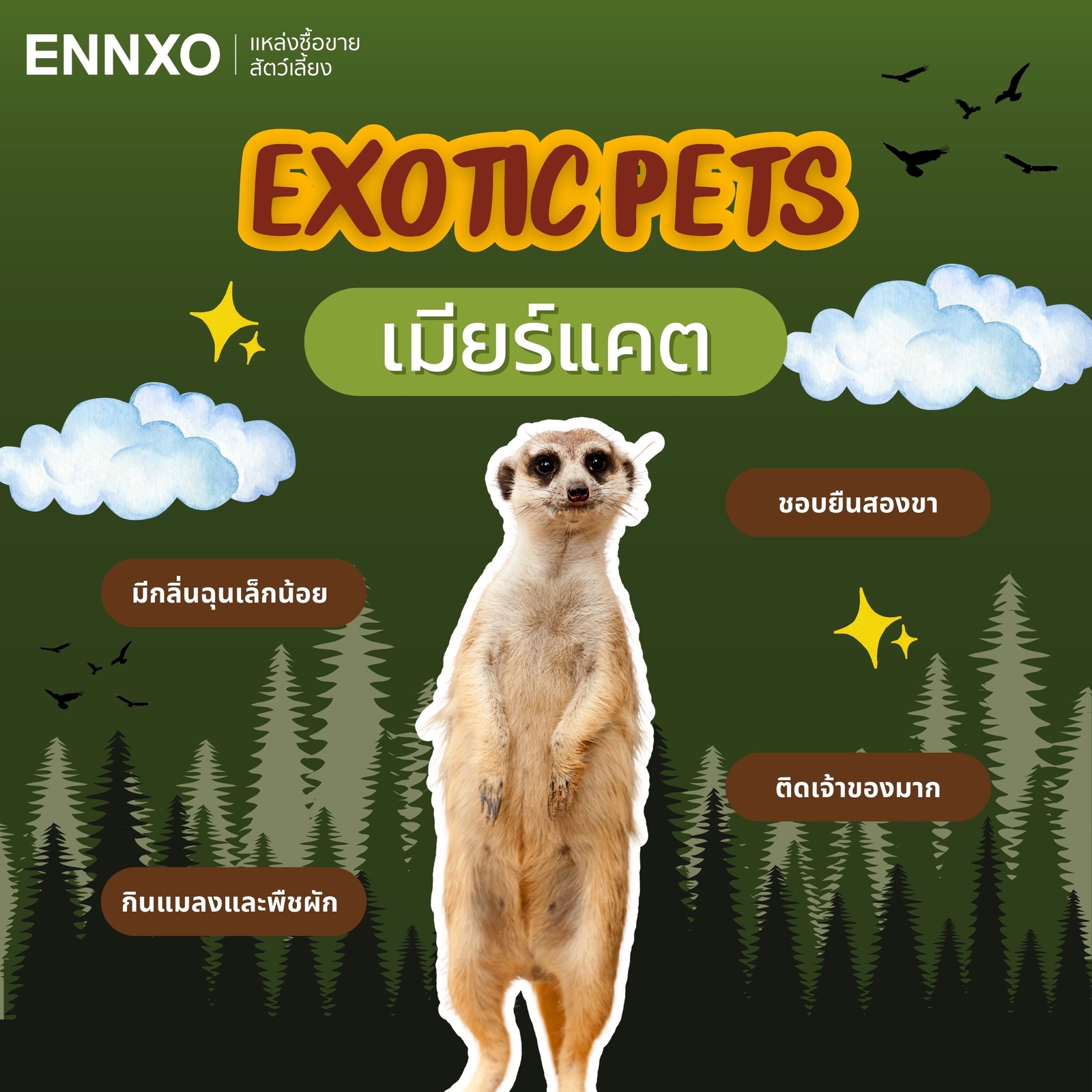 เมียร์แคต Meerkat เลี้ยงได้ exotic pet