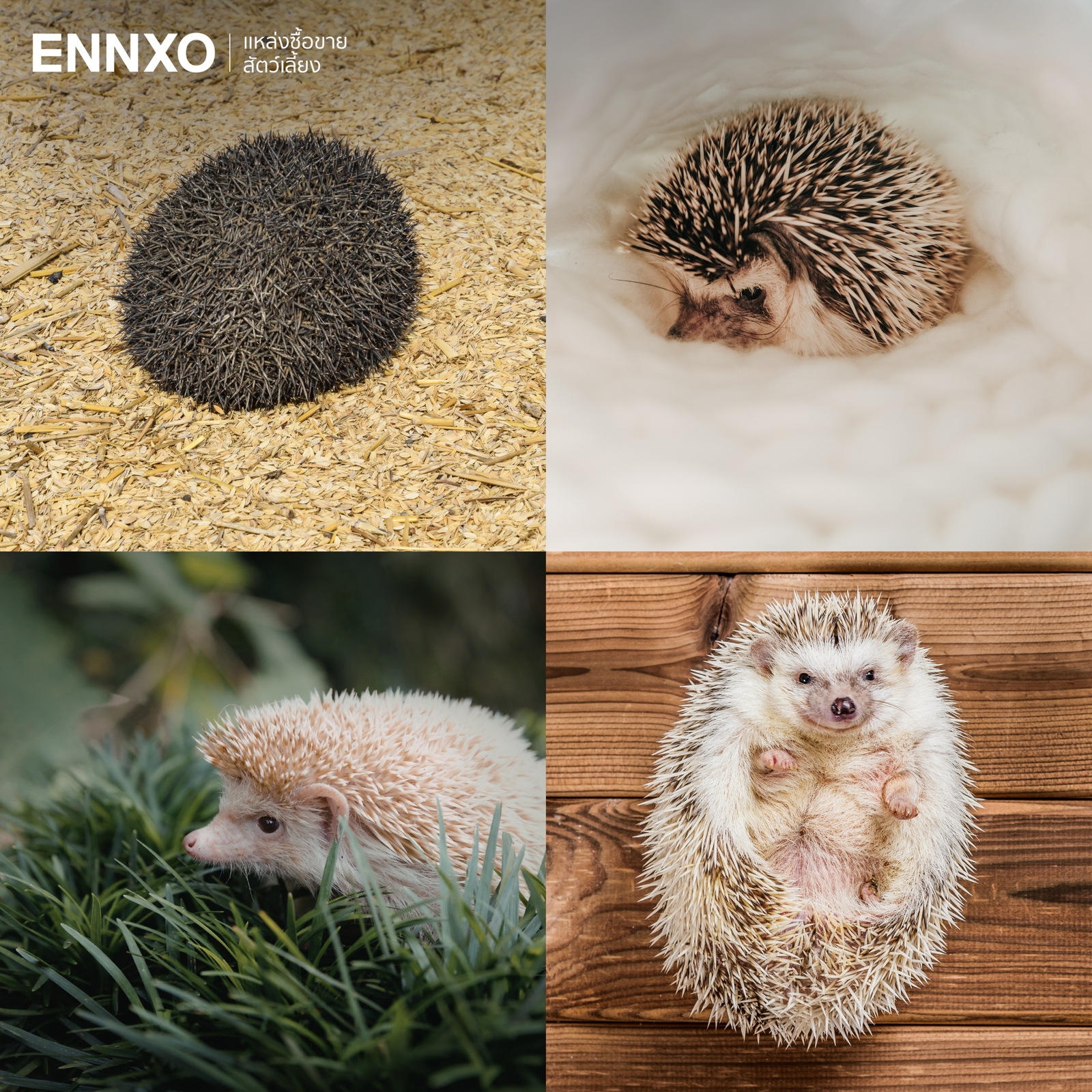 รูปเม่นแคระ