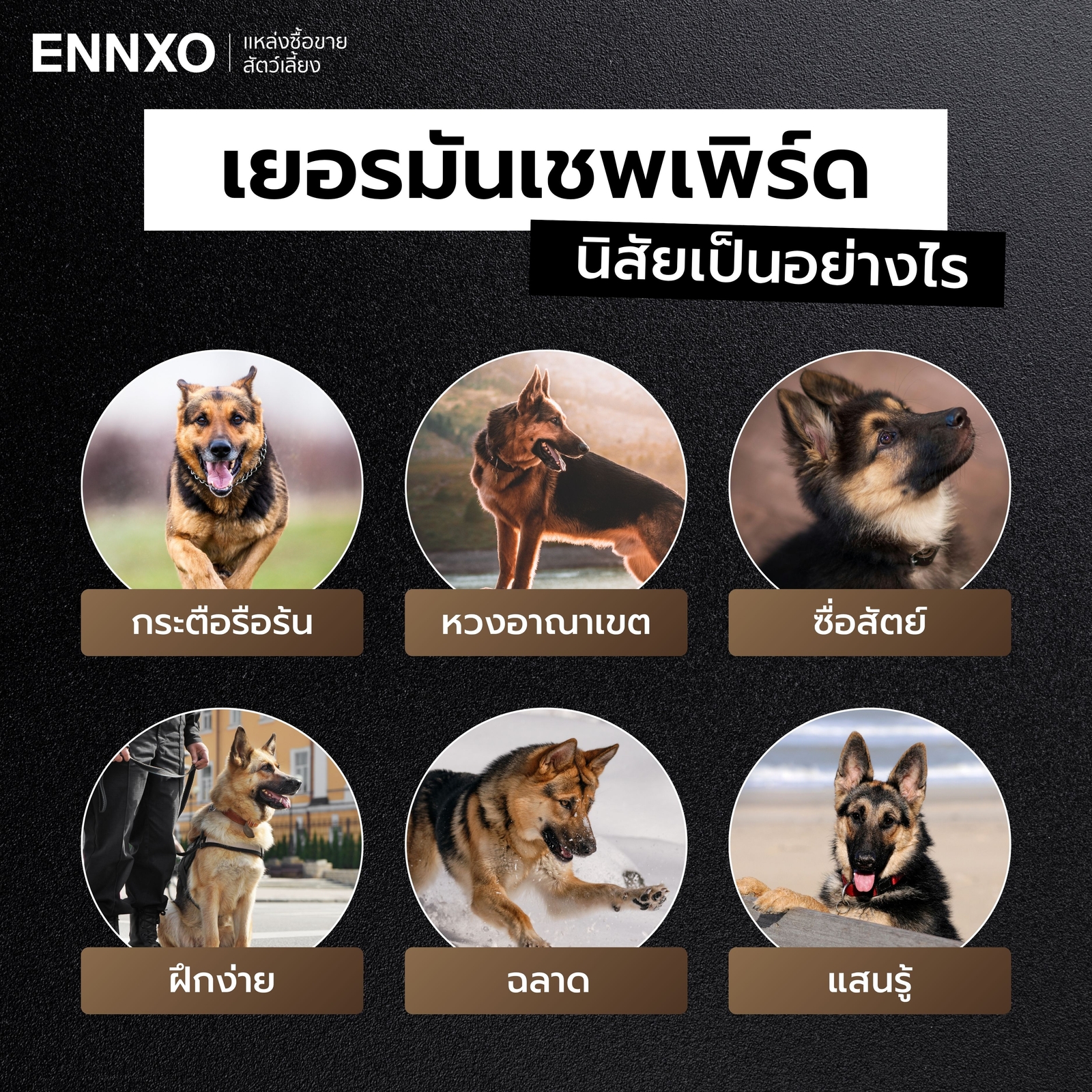 สุนัขเยอรมันเชพเพิร์ด นิสัย