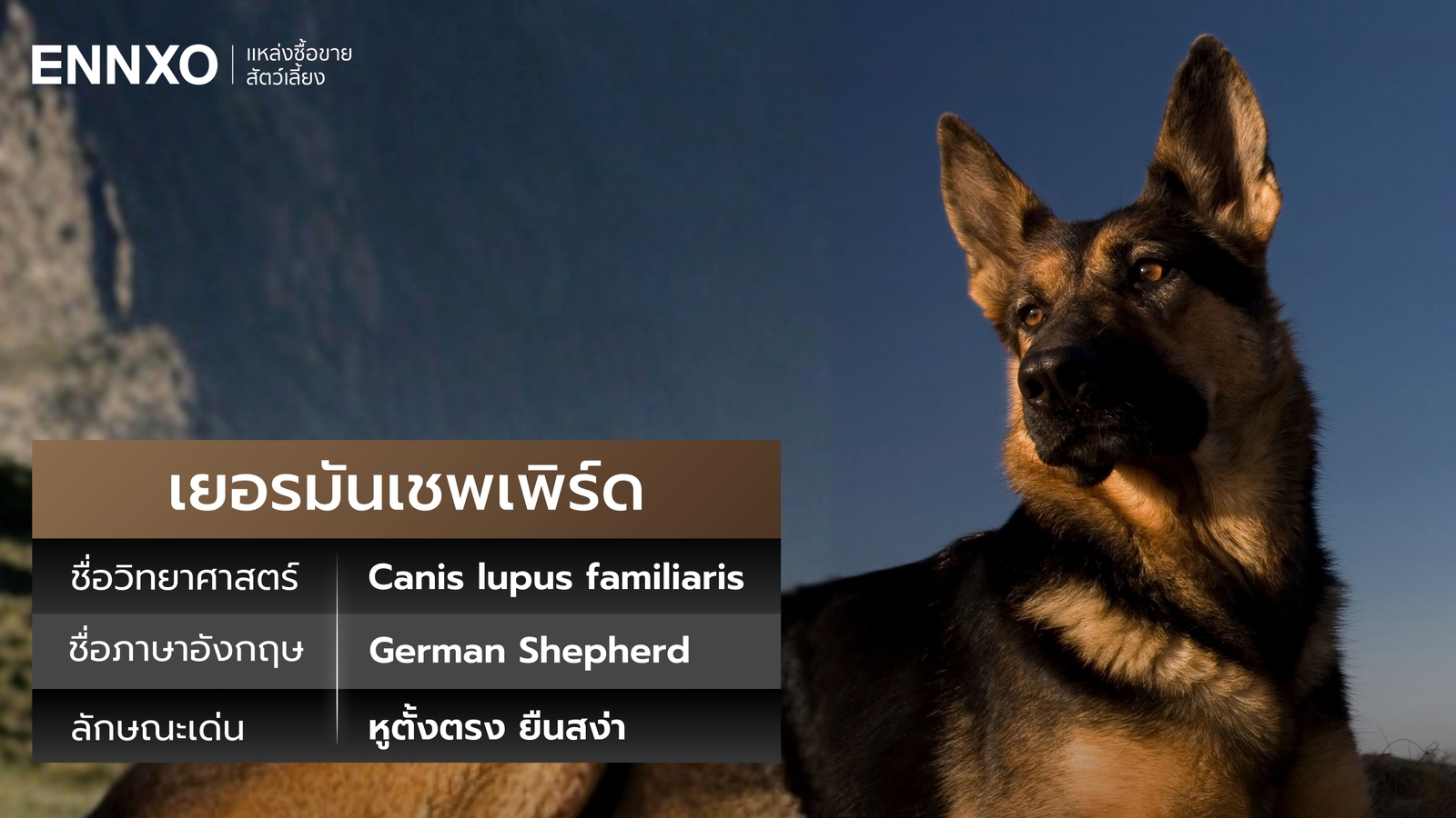 สุนัขเยอรมันเชพเพิร์ด ภาษาอังกฤษ