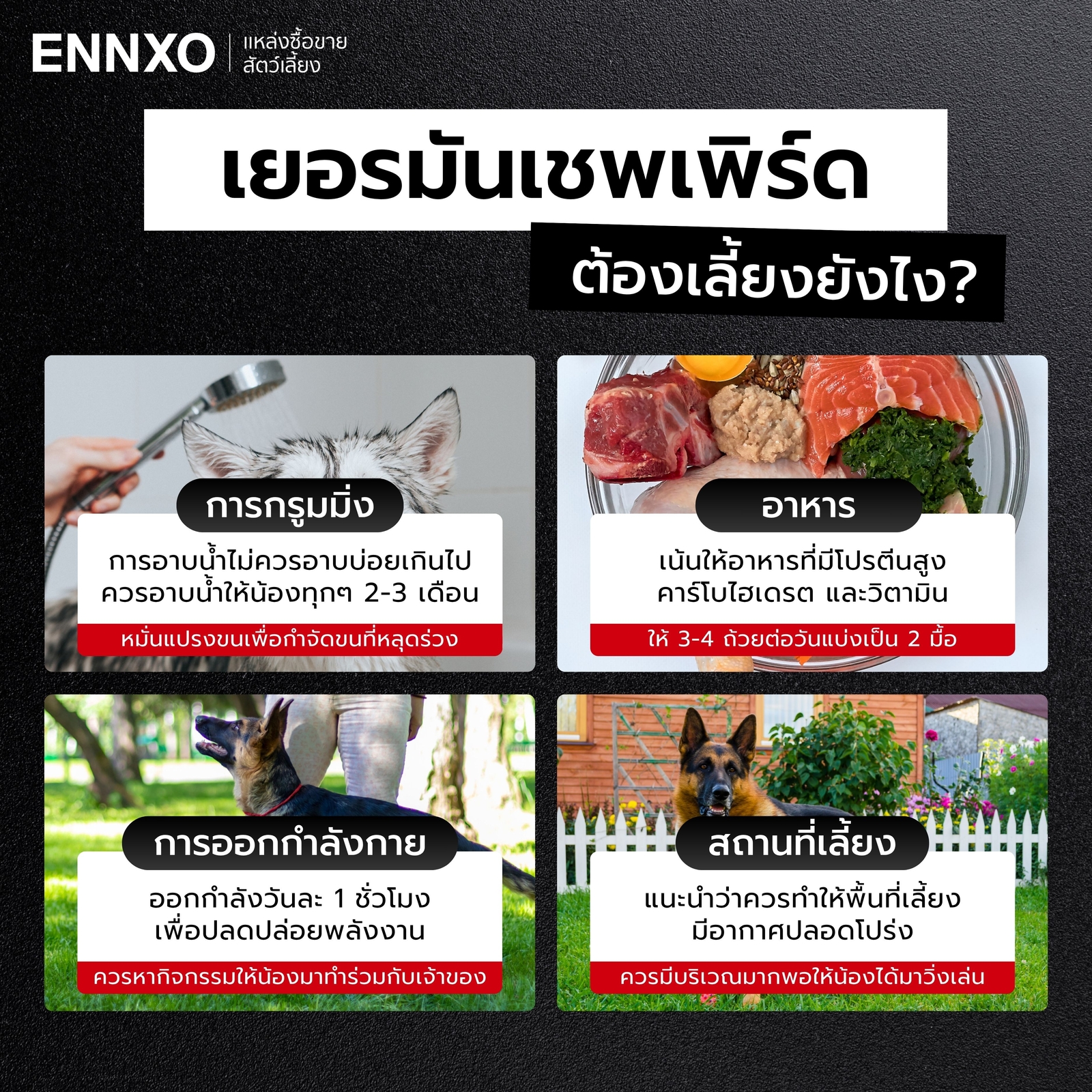 สุนัขเยอรมันเชพเพิร์ดดูแลยากไหม