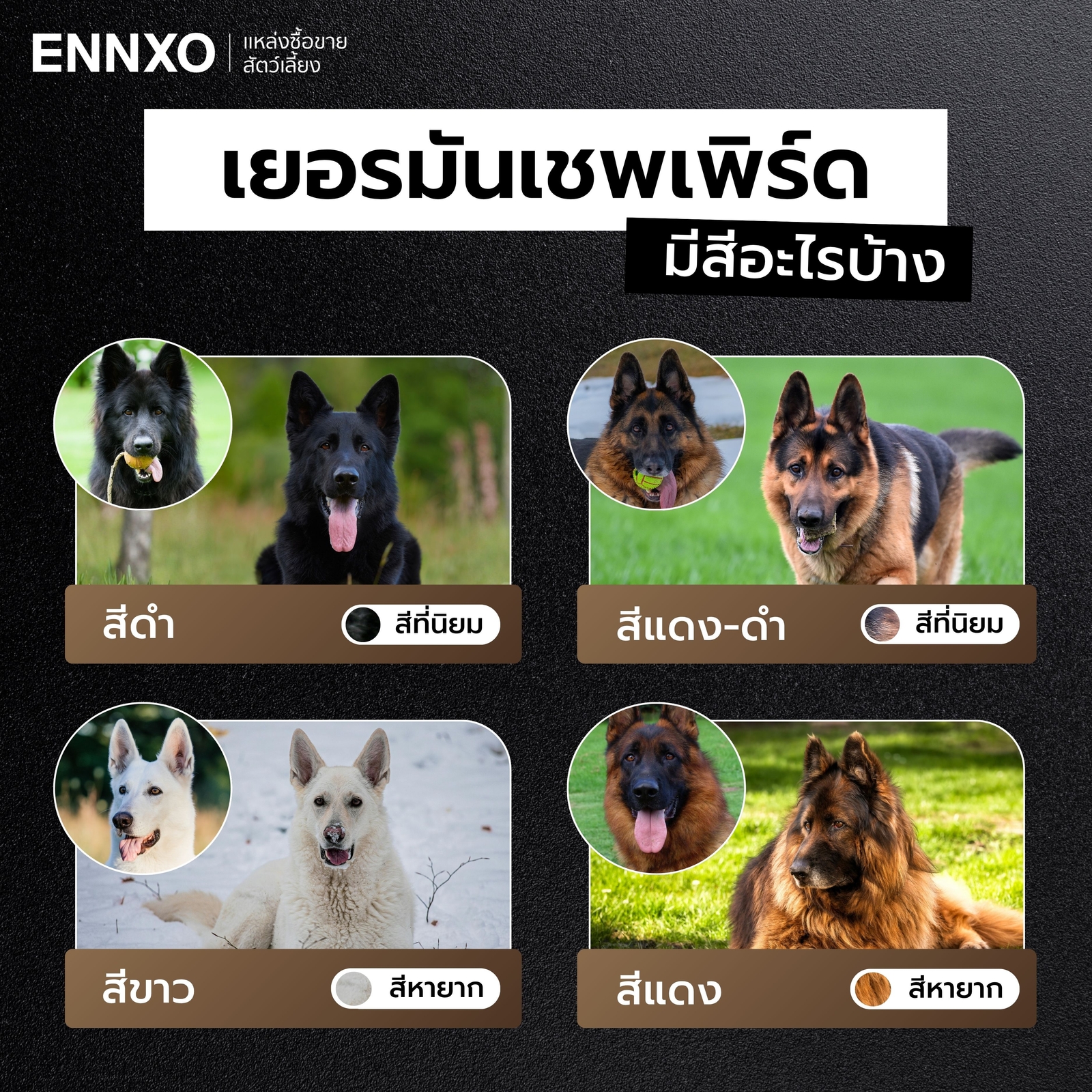 สุนัขเยอรมันเชพเพิร์ดมีสีอะไรบ้าง