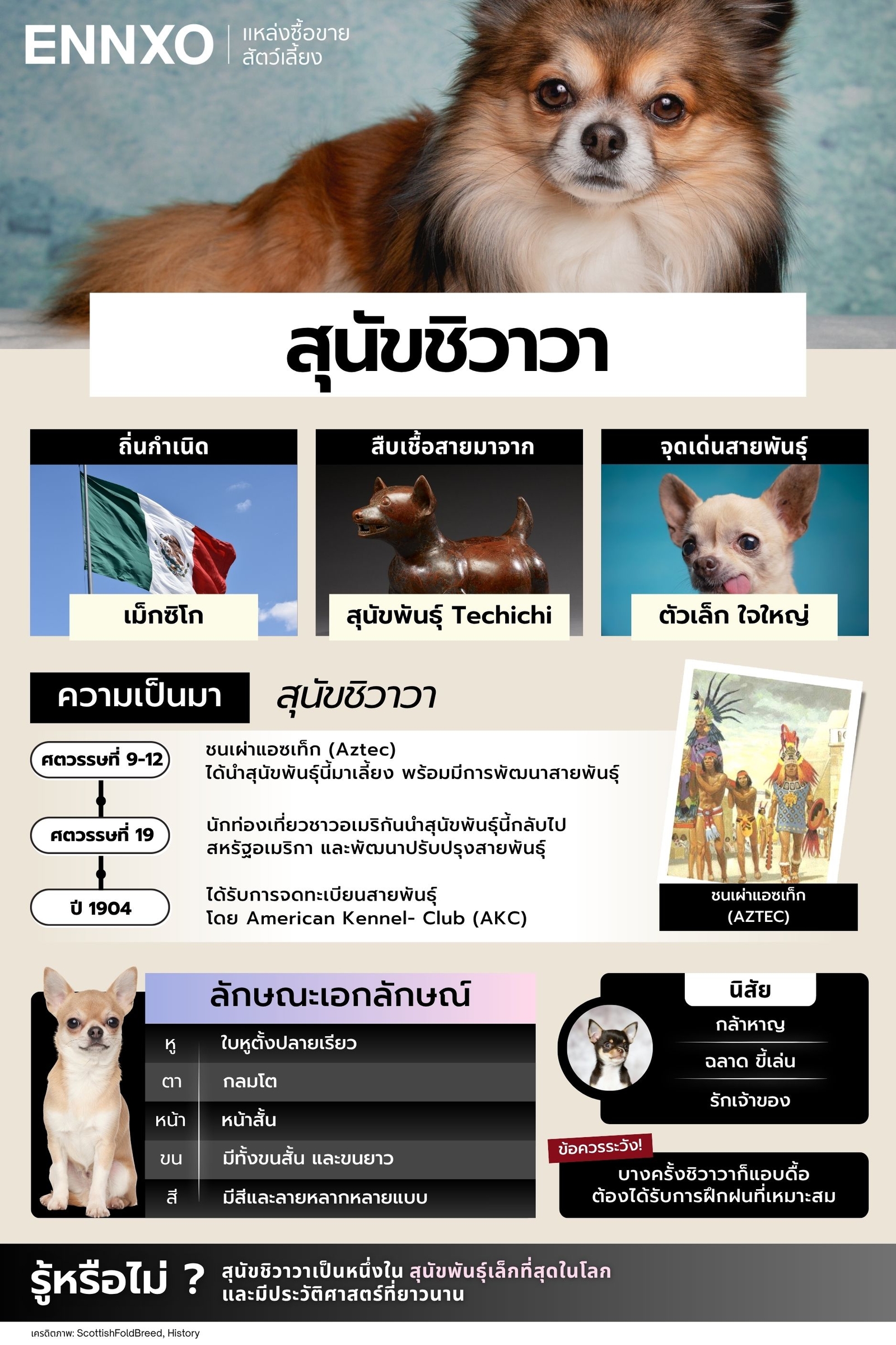 เรื่องราวของสุนัขชิวาวา