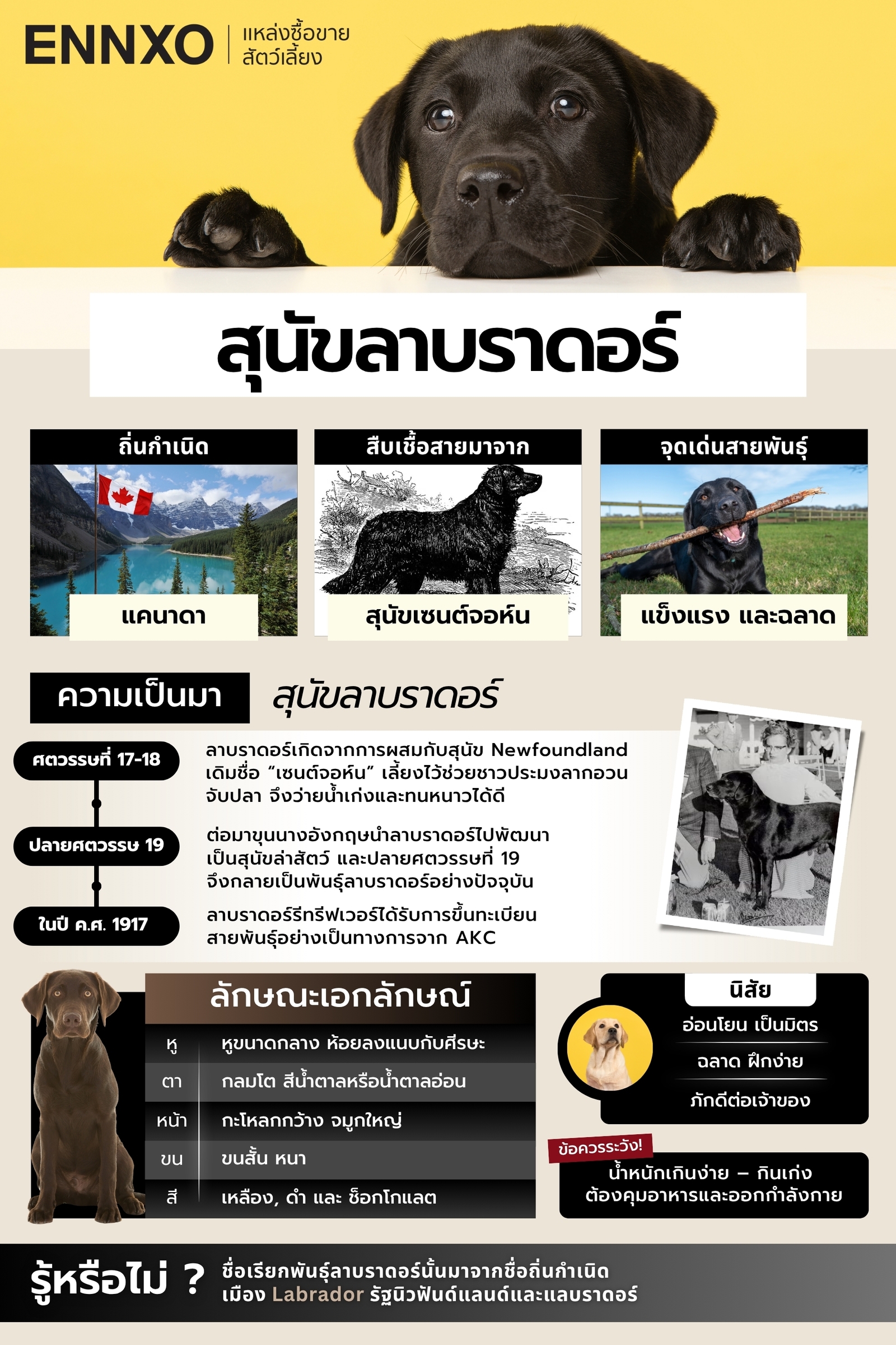 สรุปข้อมูลทั้งหมดของสุนัขลาบราดอร์