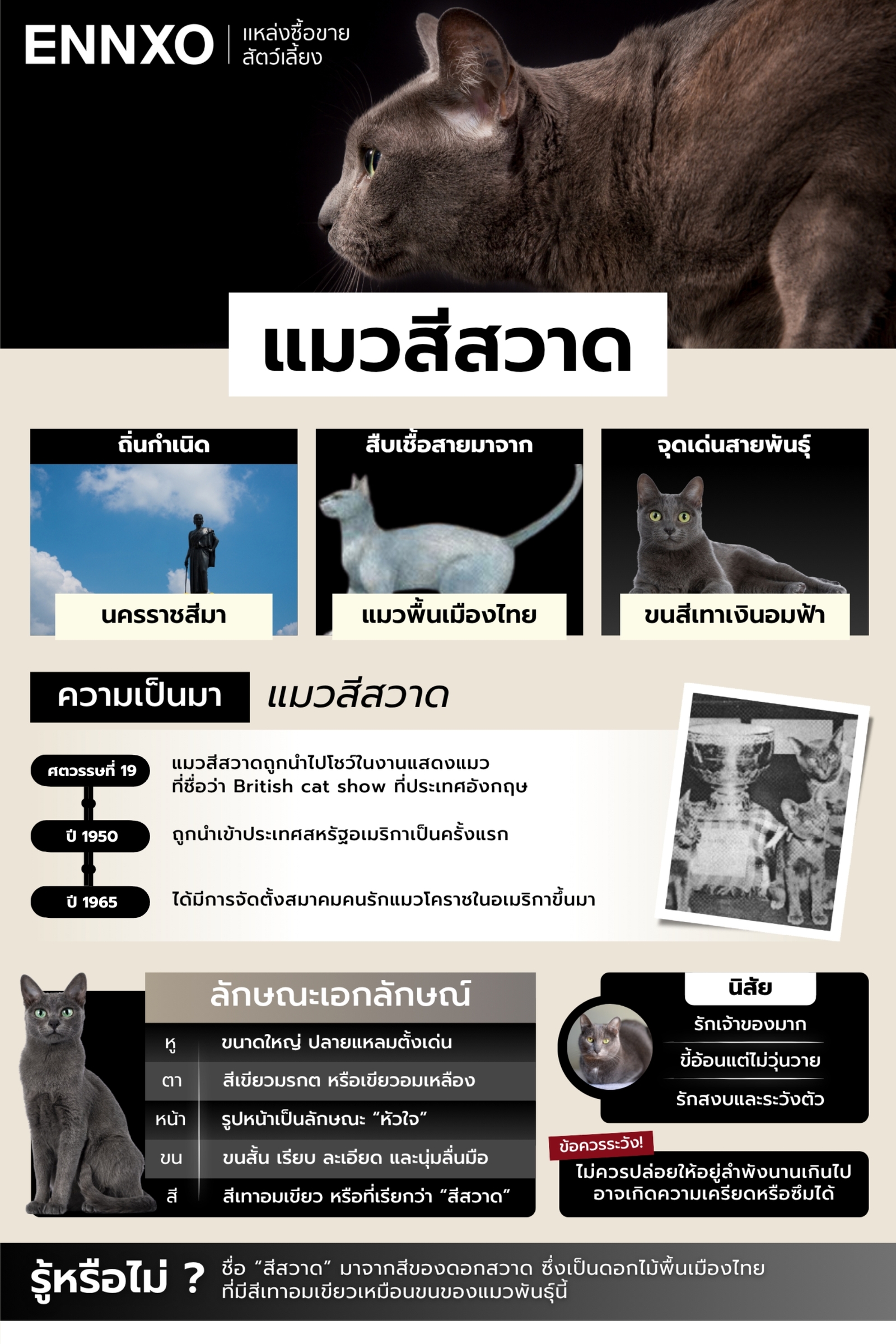 รู้จักแมวโคราช แมวไทยมงคลของคนไทย