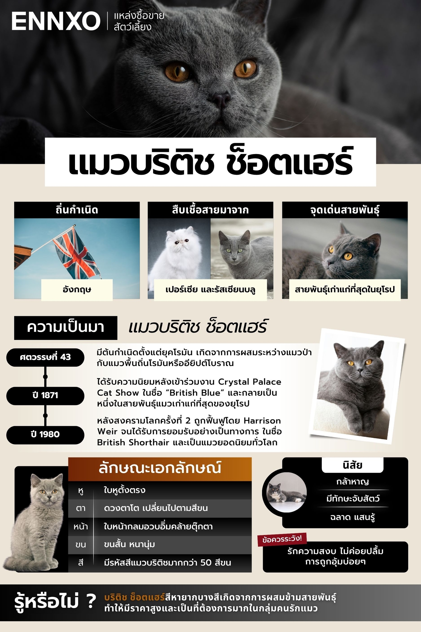 เลี้ยง-แมวบริติช-ช็อตแฮร์-ดีไหม-สรุปข้อดี---ข้อเสีย