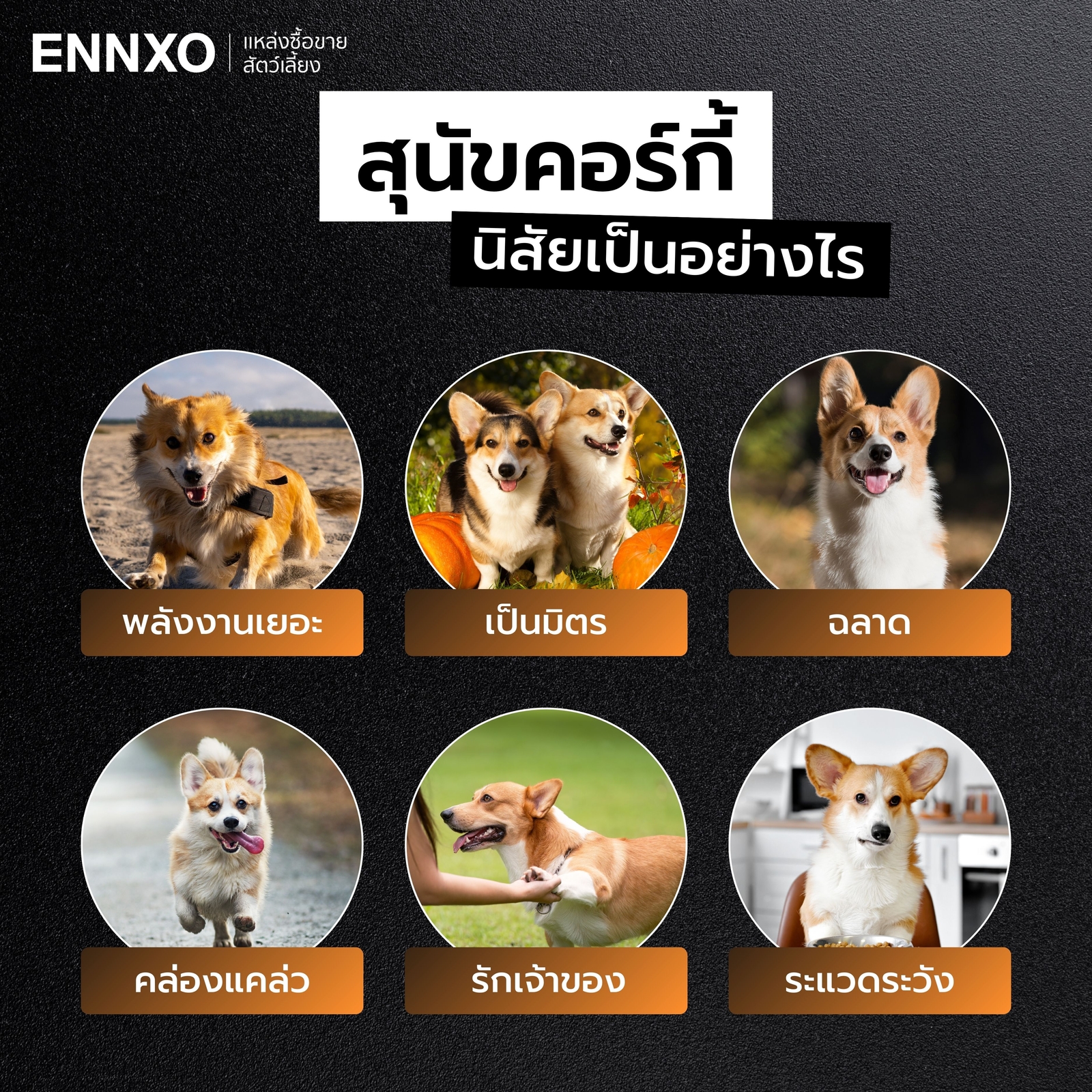 เลี้ยงคอร์กี้ นิสัยยังไง