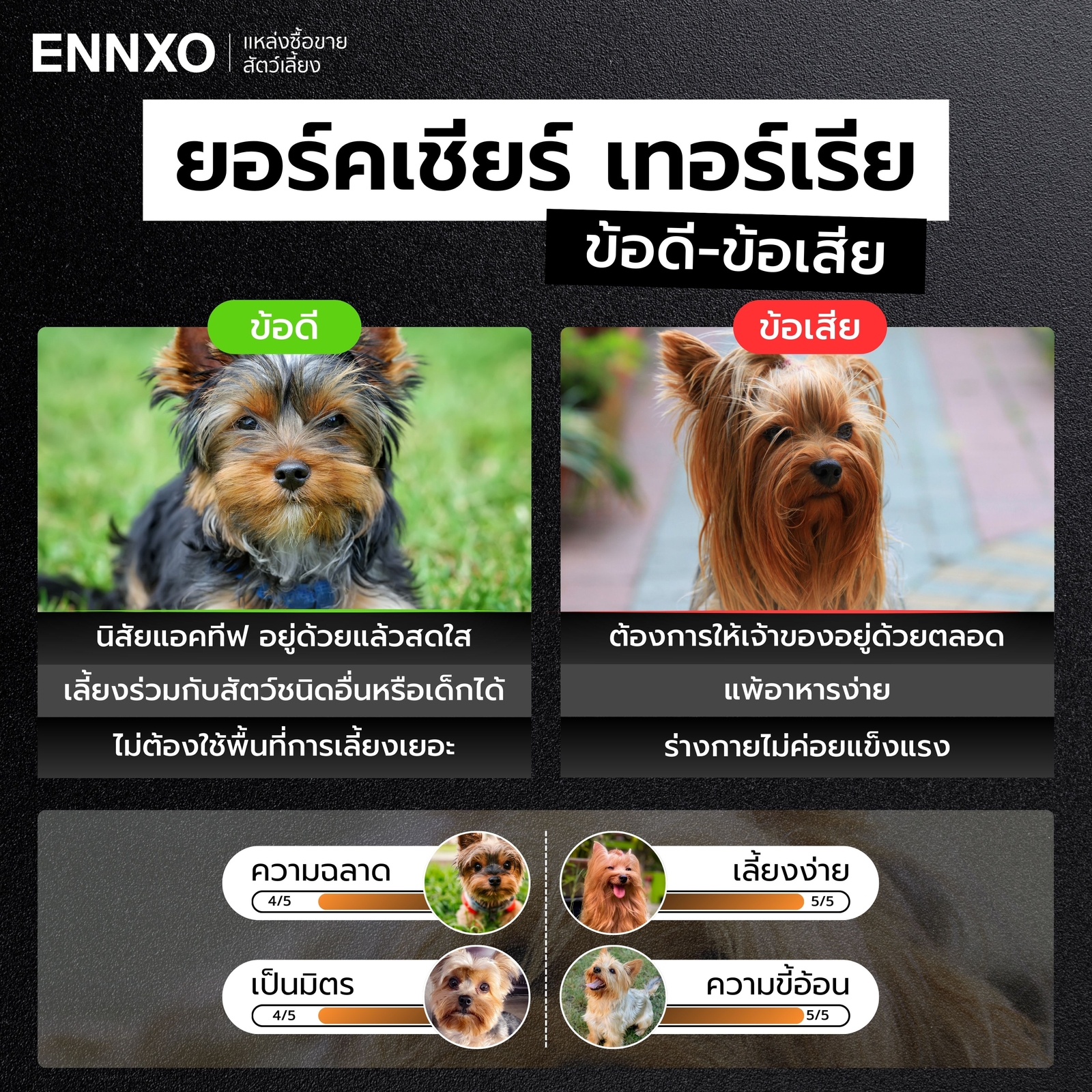 เลี้ยงยอร์คกี้ข้อดี ข้อเสีย อะไรบ้าง