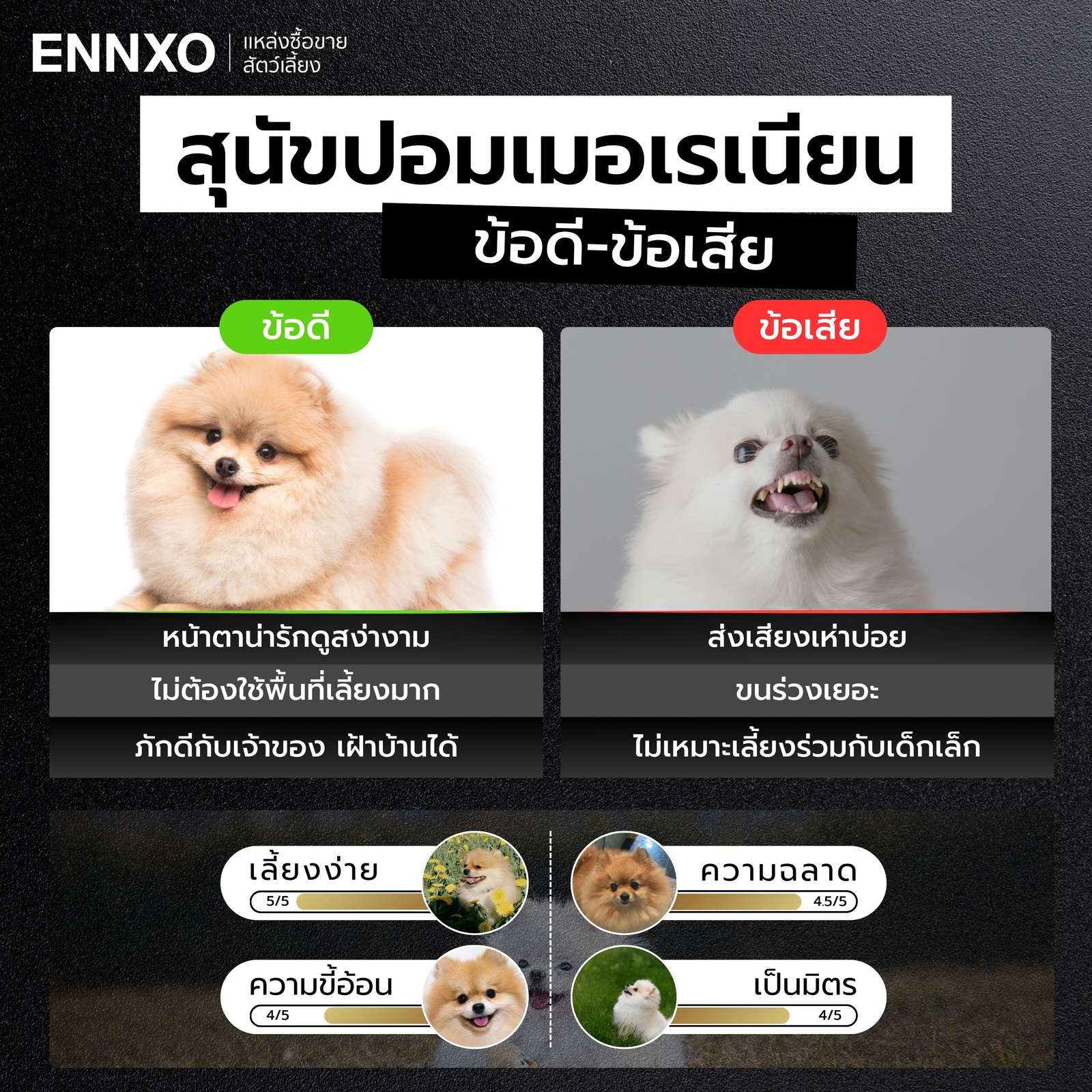 เลี้ยงสุนัขปอมเมอเรเนียน ข้อดี-ข้อเสีย อยู่ที่อะไร