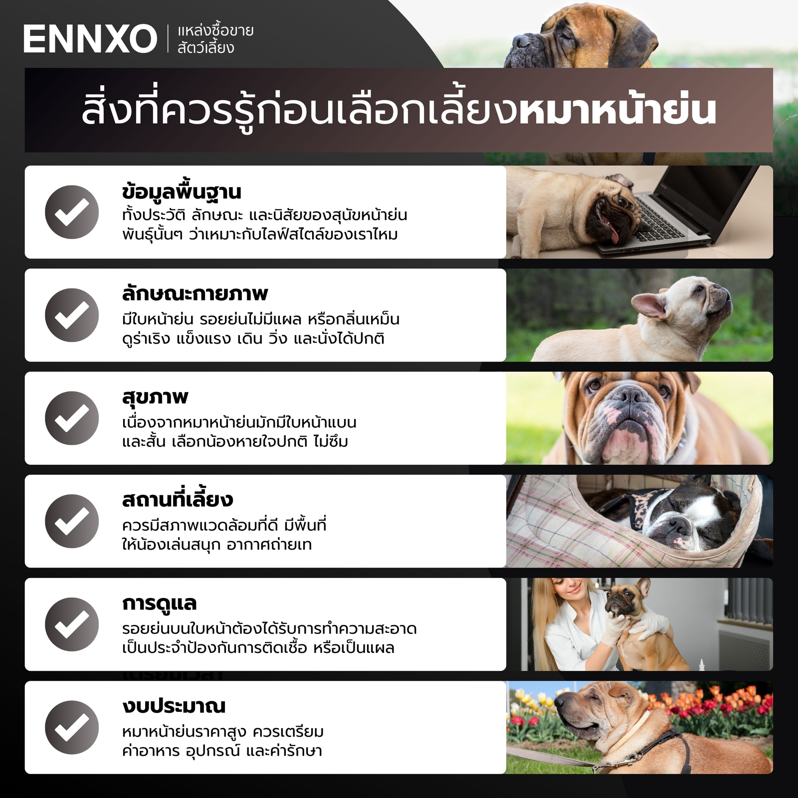 สิ่งที่ควรรู้ก่อนเลี้ยงหมาหน้าย่น