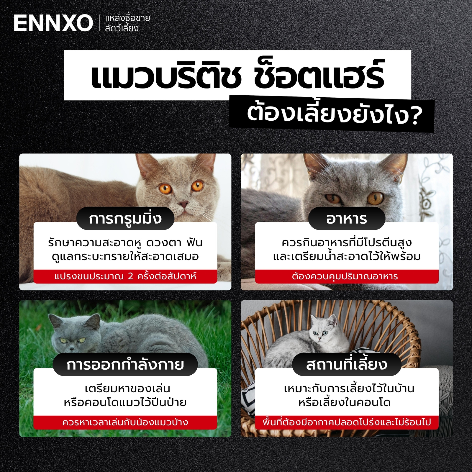 เลี้ยงแมวบริติช-ช็อตแฮร์-ยากไหม-ยังไง