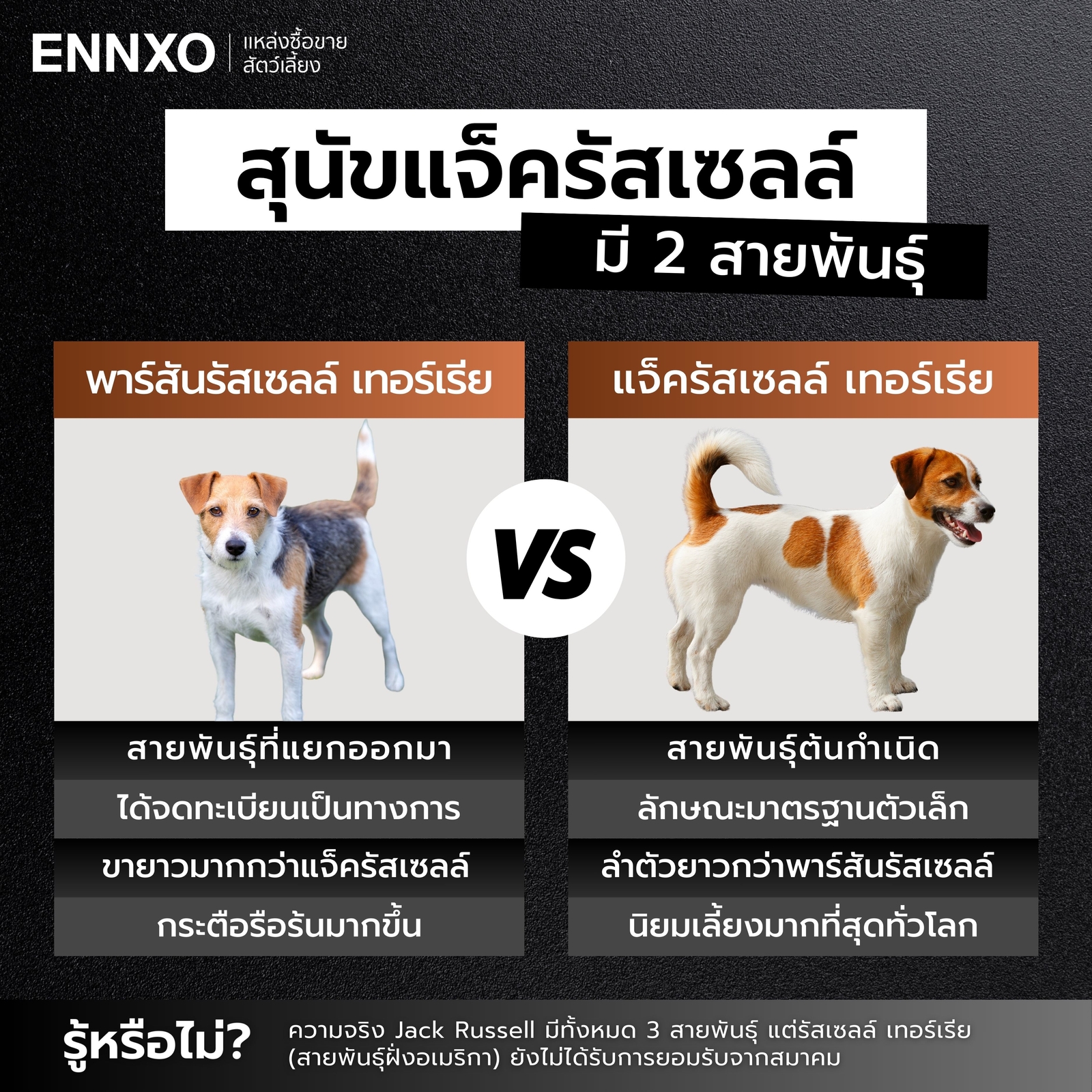 แจ็ครัสเซล-ขนยาว-ขนสั้น