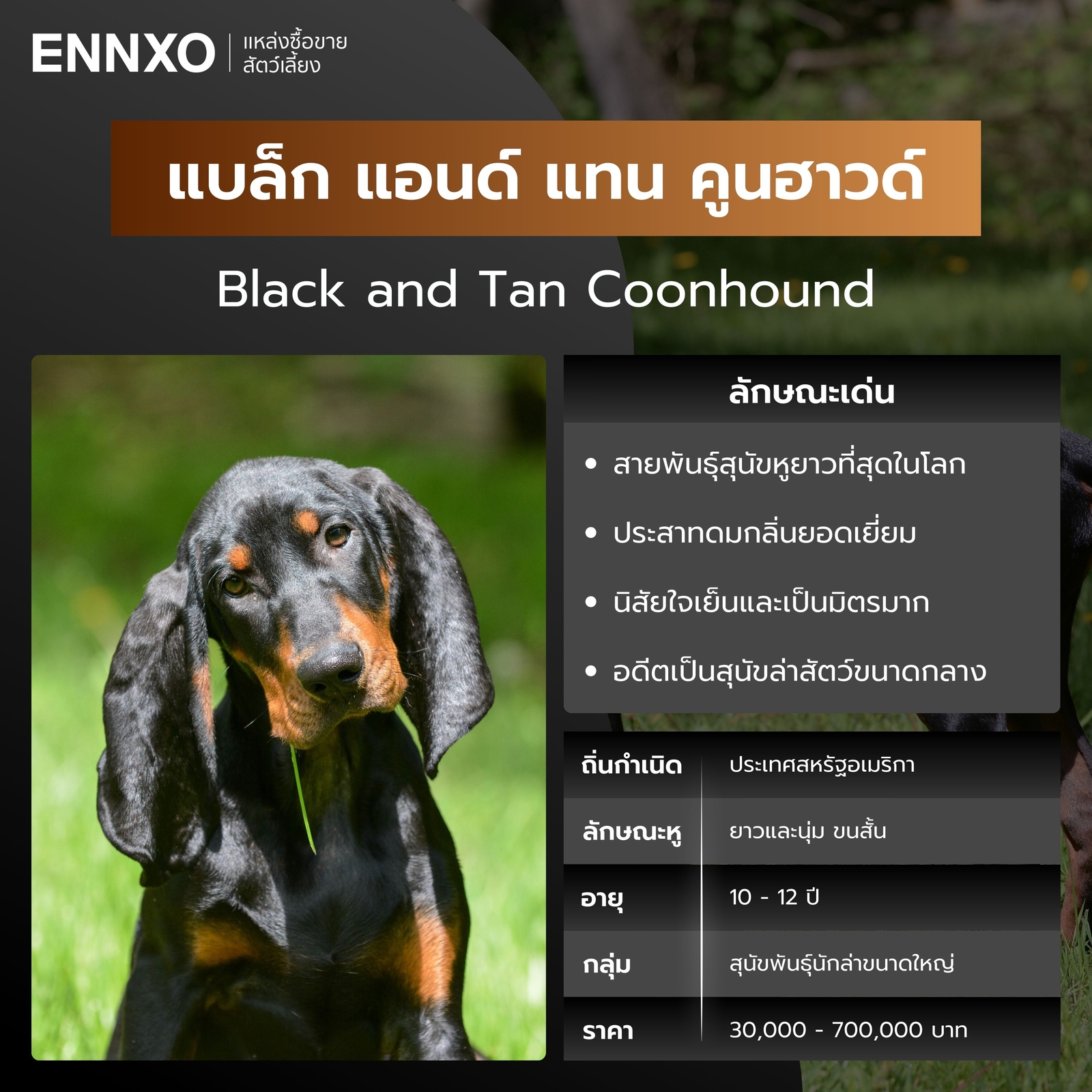 แบล็ก แอนด์ แทน คูนฮาวด์ สุนัขพันธุ์หูยาว