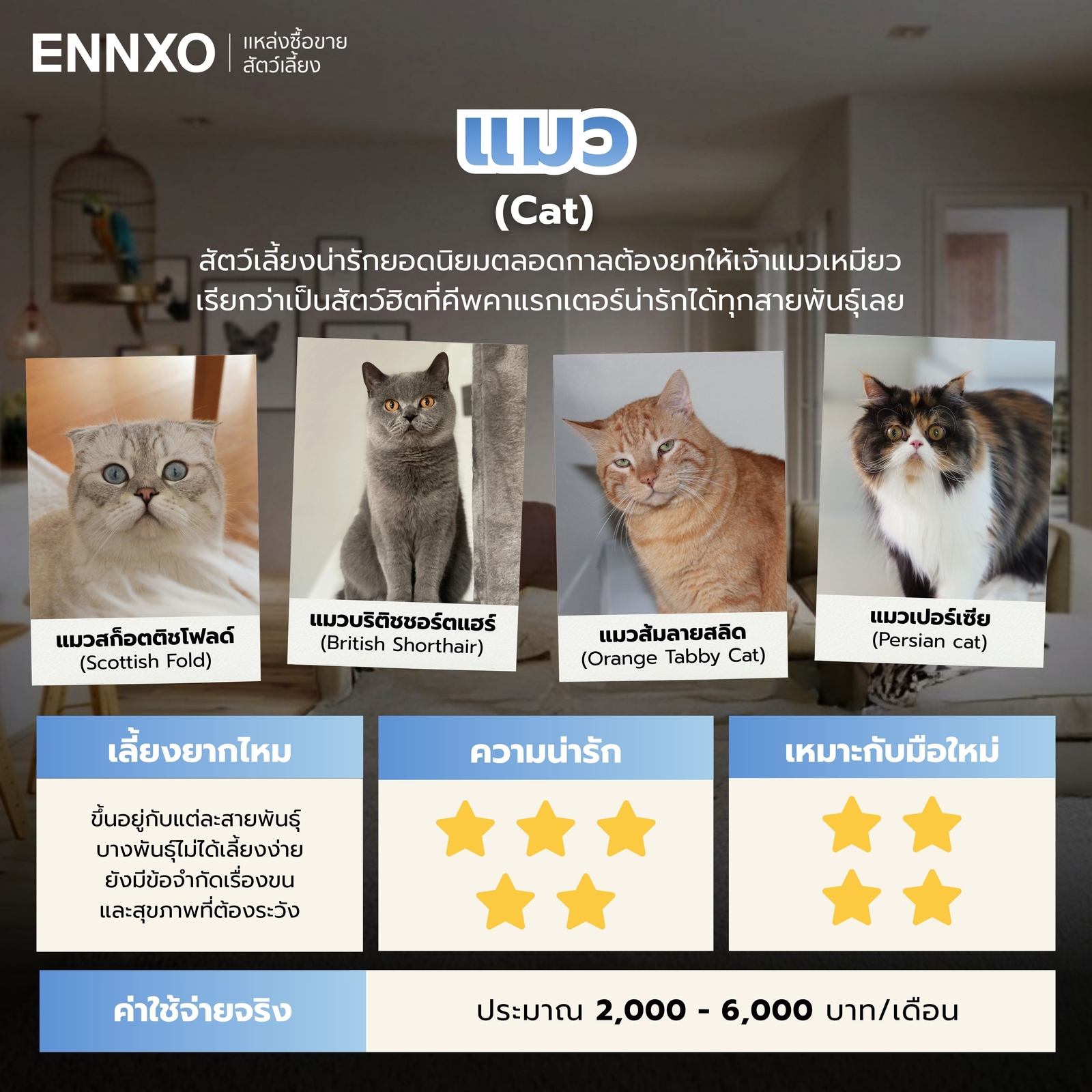 แมว-สัตว์น่าเลี้ยงน่ารักๆ
