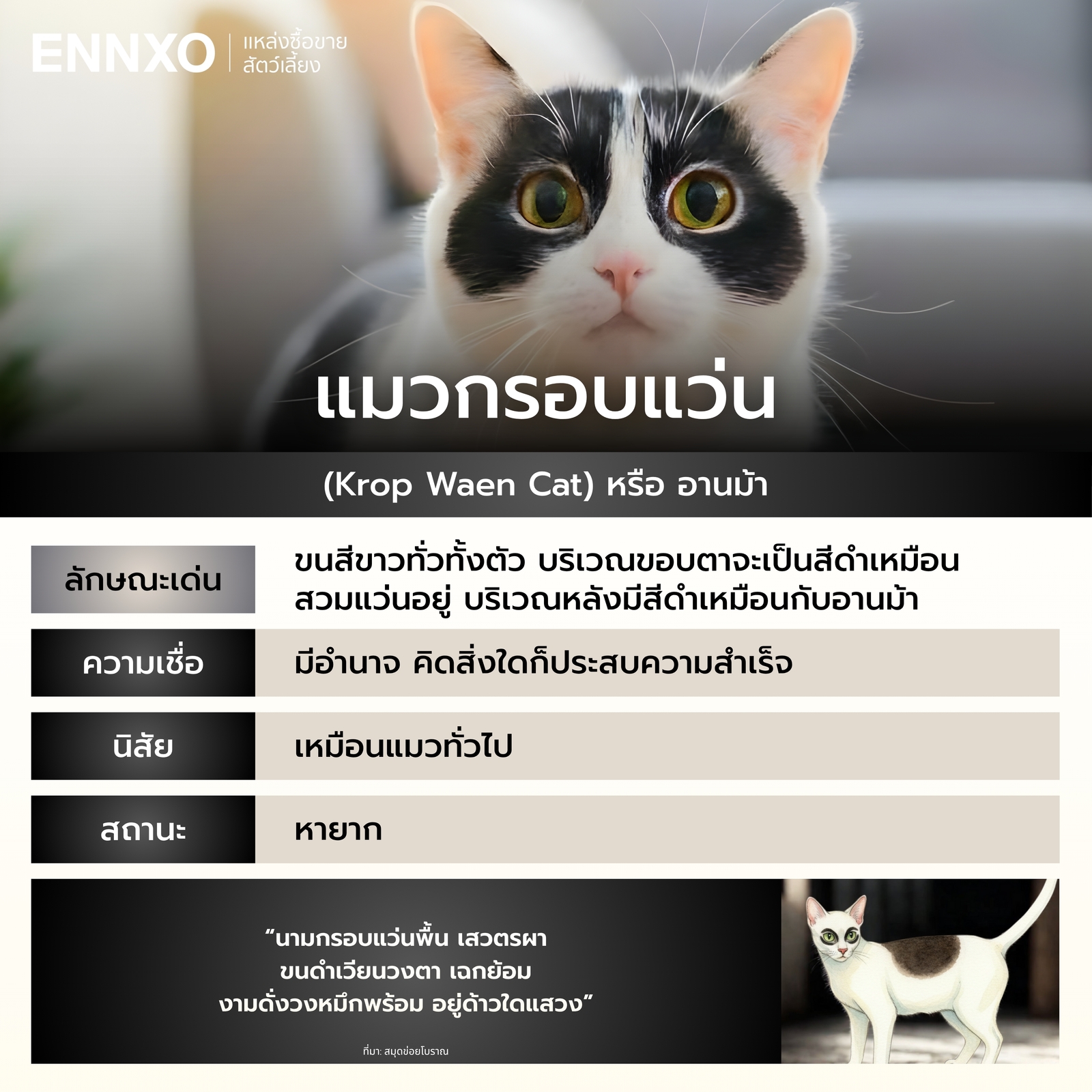 รู้จักแมวกรอบแว่น แมวไทย