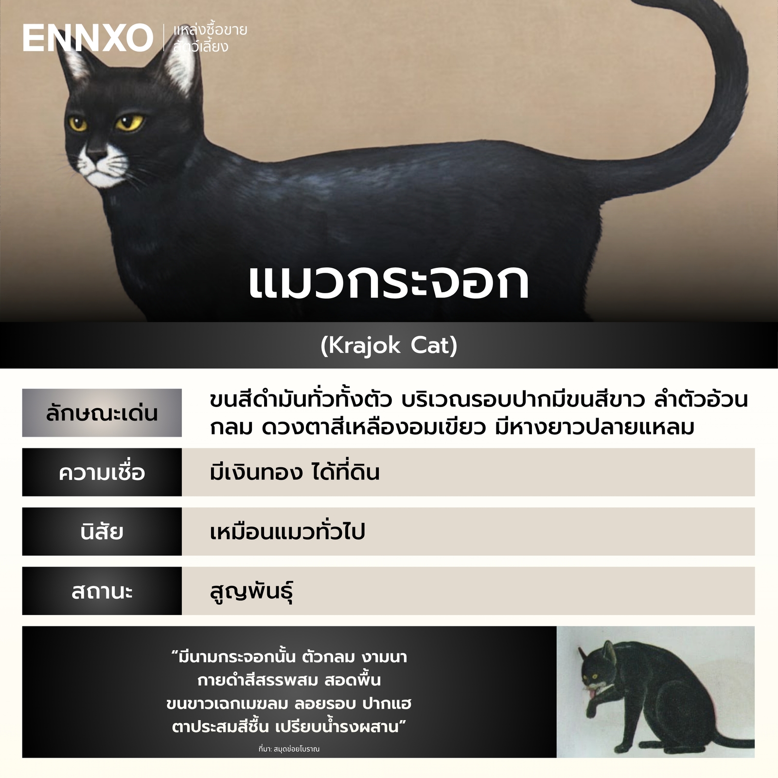 รู้จักแมวกระจอก แมวไทย