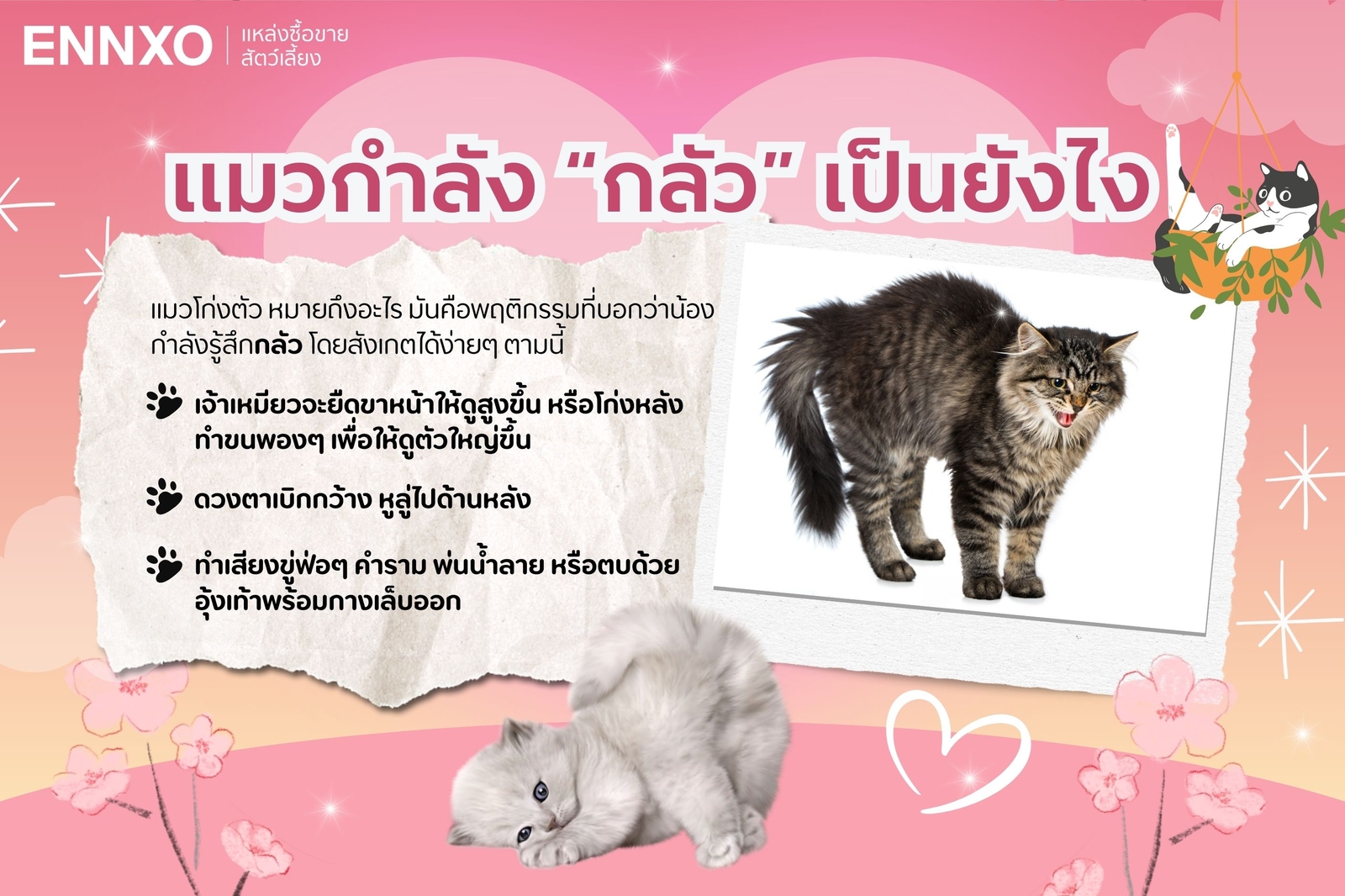 อาการของแมวที่กลัวเป็นอย่างไร