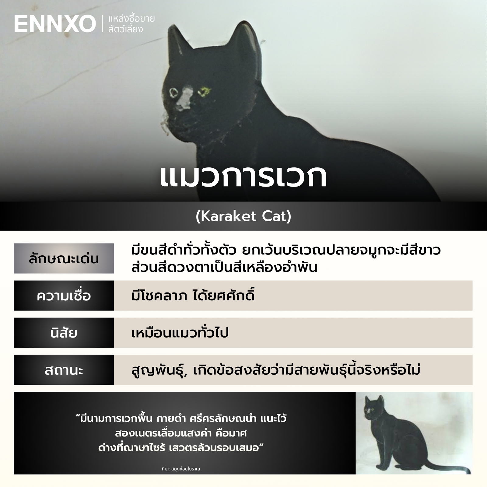 รู้จักแมวการเวก แมวไทย