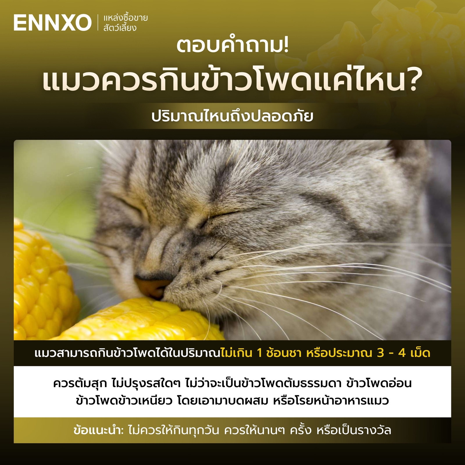 แมวแพ้ข้าวโพดได้ไหม แมวควรกินข้าวโพดแค่ไหน