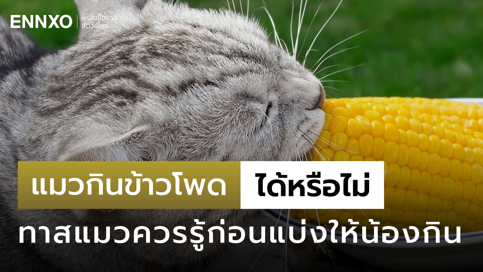 แมวกินข้าวโพดได้ไหม ข้าวโพดมีประโยชน์ยังไง เช็คเลย