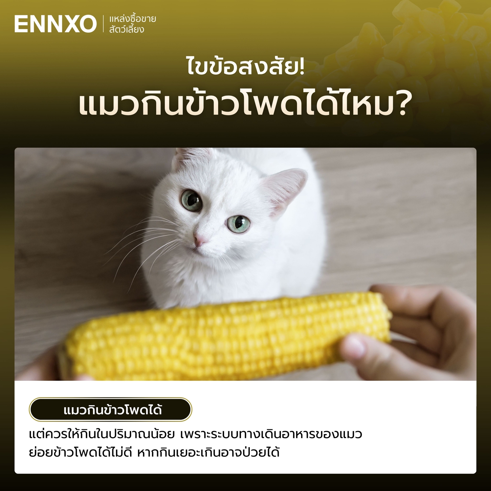 แมวกินข้าวโพดต้ม ข้าวโพดอ่อน ป๊อปคอร์น ข้าวโพดข้าวเหนียวได้ไหม