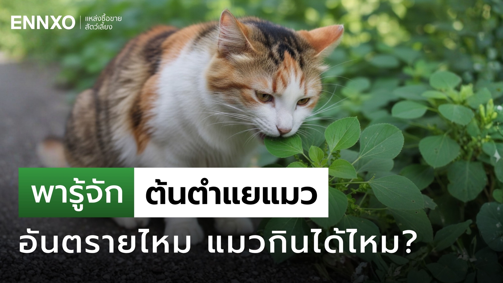 ตำแยแมวอันตรายไหม ให้แมวกินยังไง?