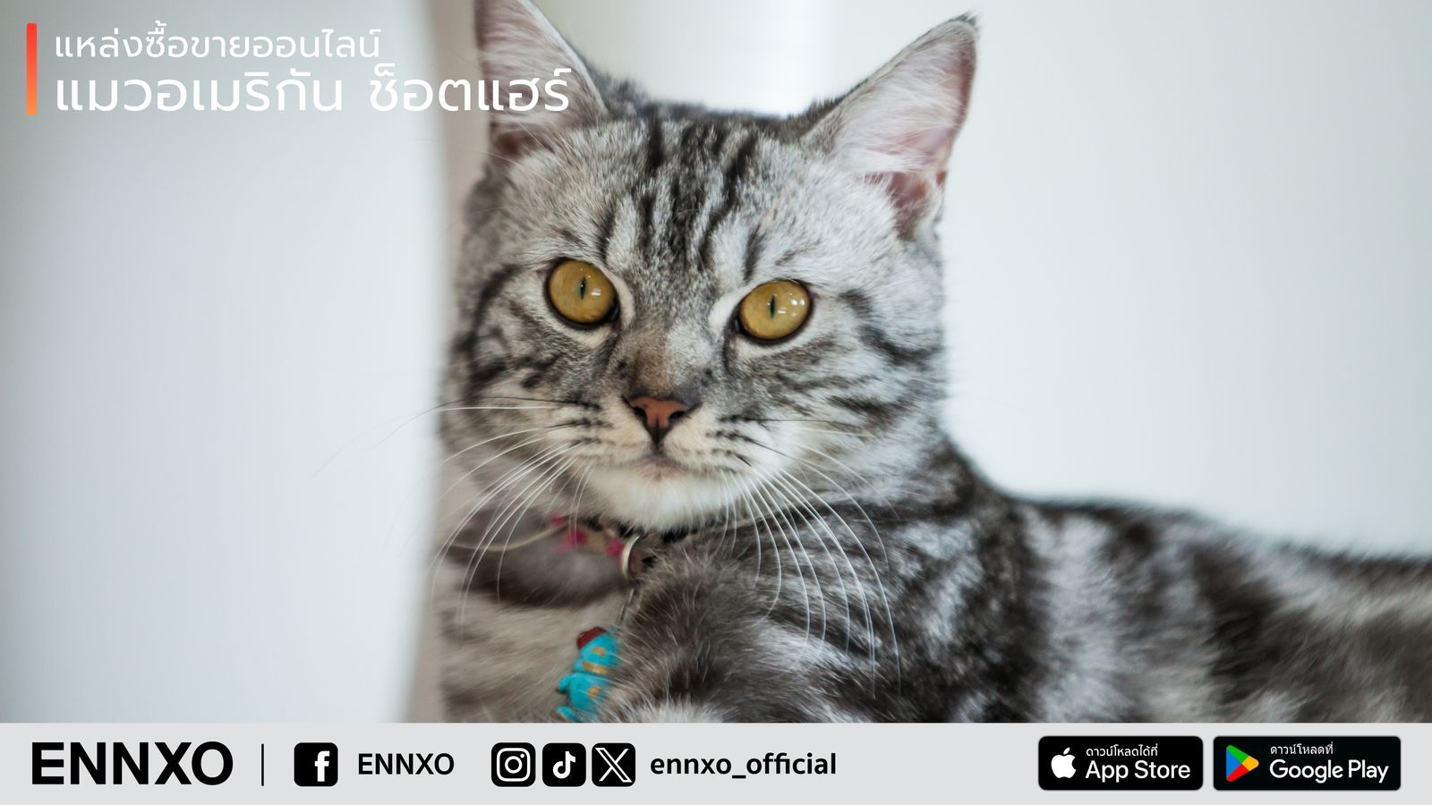 แมว American Shorthair