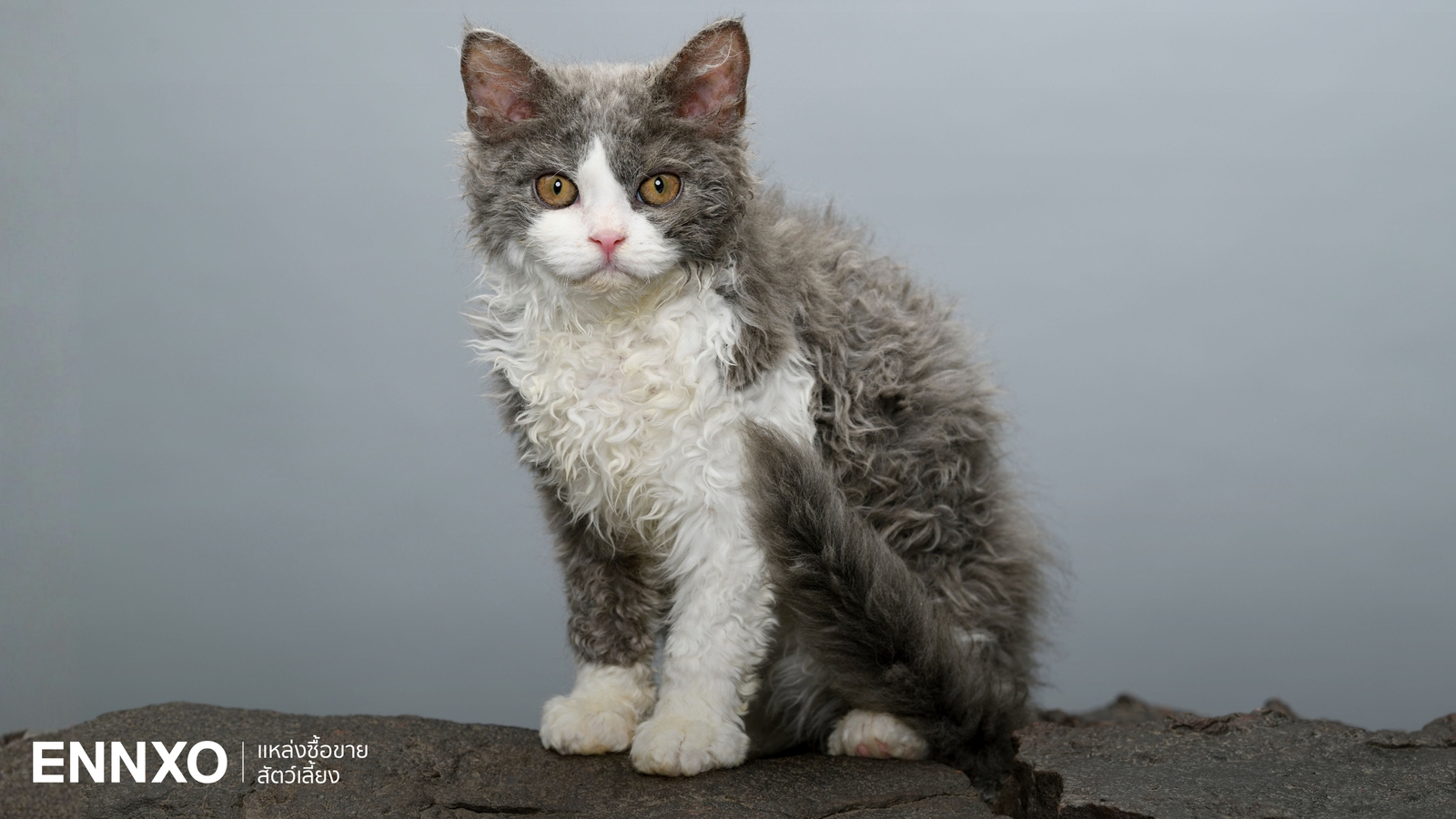 ประวัติ แมวเซลเกิร์ก เร็กซ์ (Selkirk Rex) แมวขนหยิก นิสัย เลี้ยงยาก?
