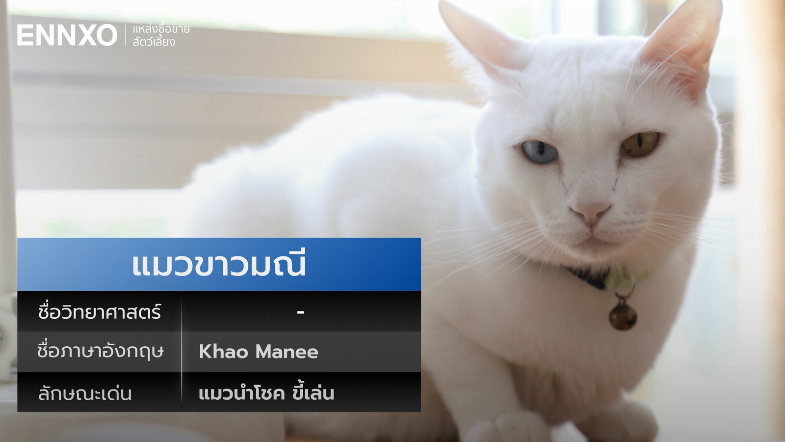 ชื่อภาษาอังกฤษ ชื่อวิทยาศาสตร์ แมวขาวมณี