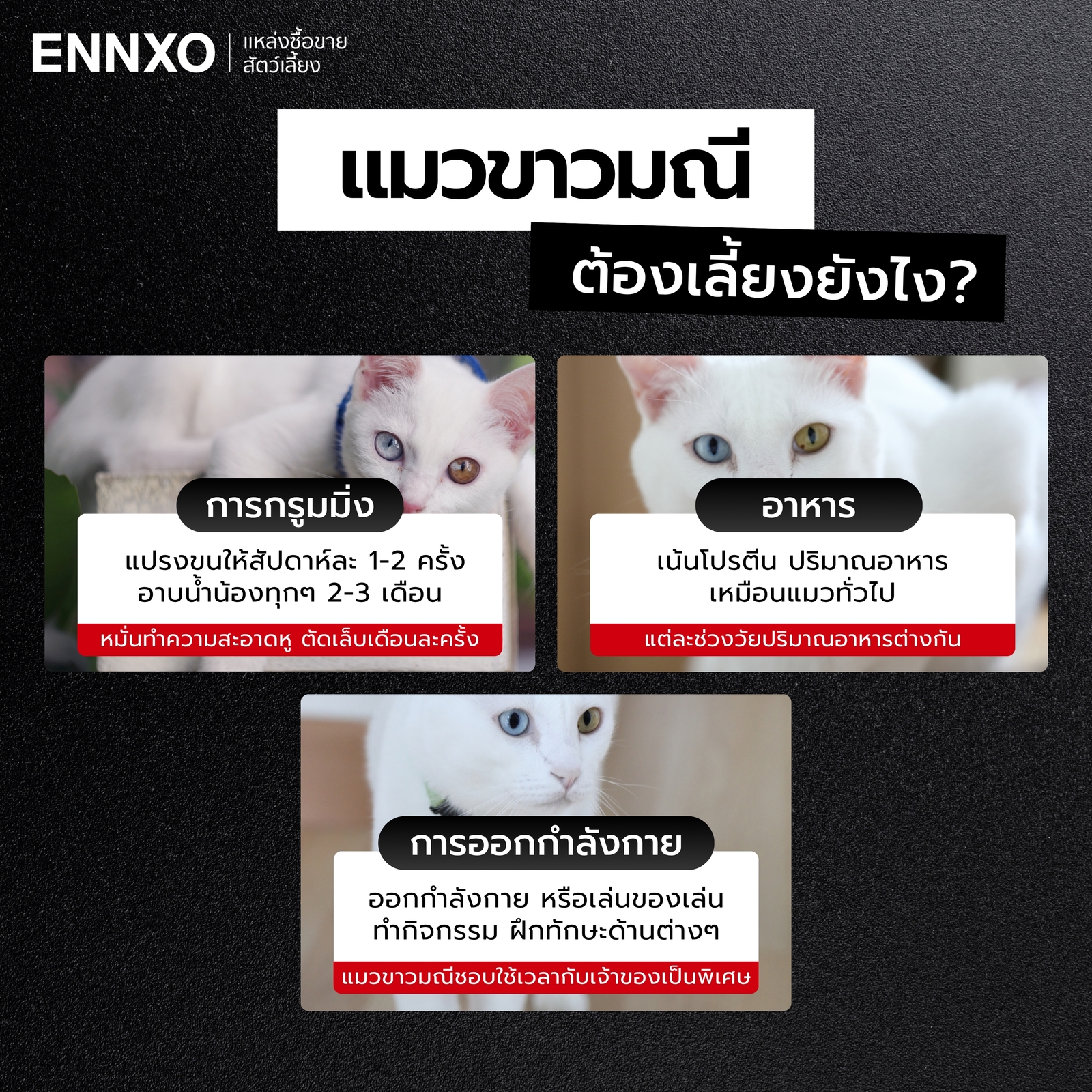 วิธีการเลี้ยงแมวขาวมณีต้องเตรียมอะไรบ้าง